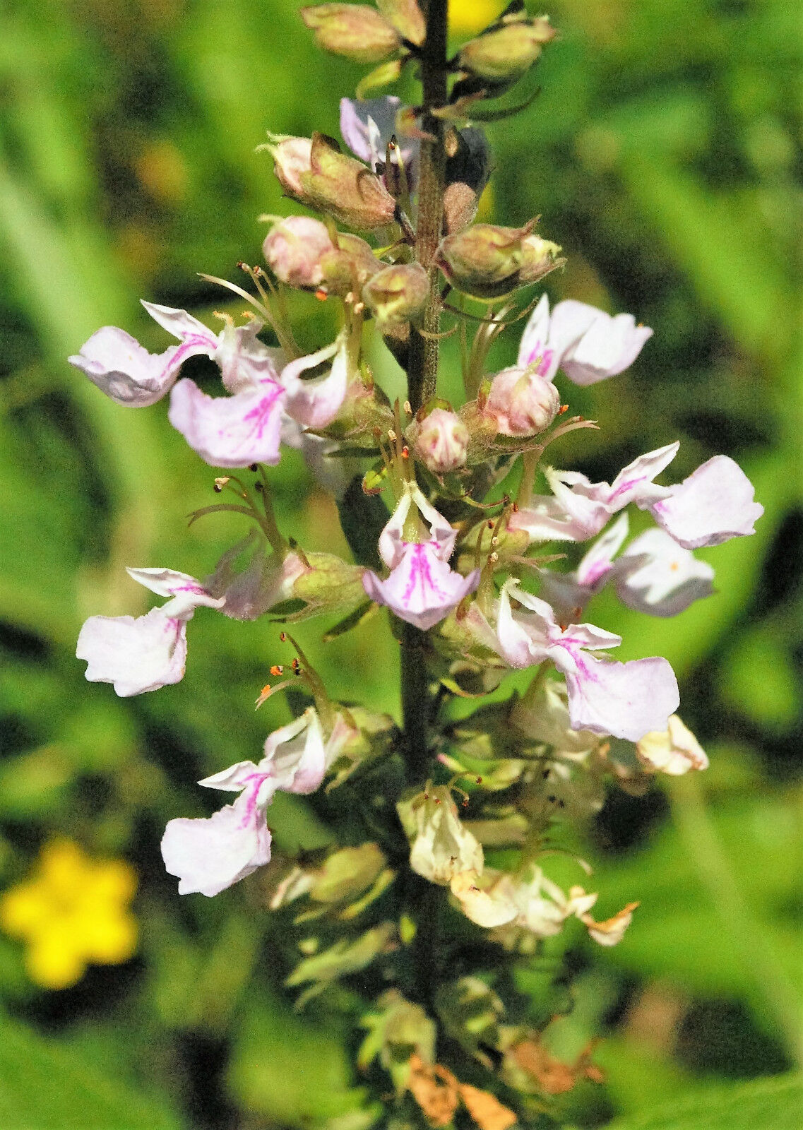 100 CANADIAN GERMANDER American Wood Sage Teucrium Canadense Herb Flower Seeds