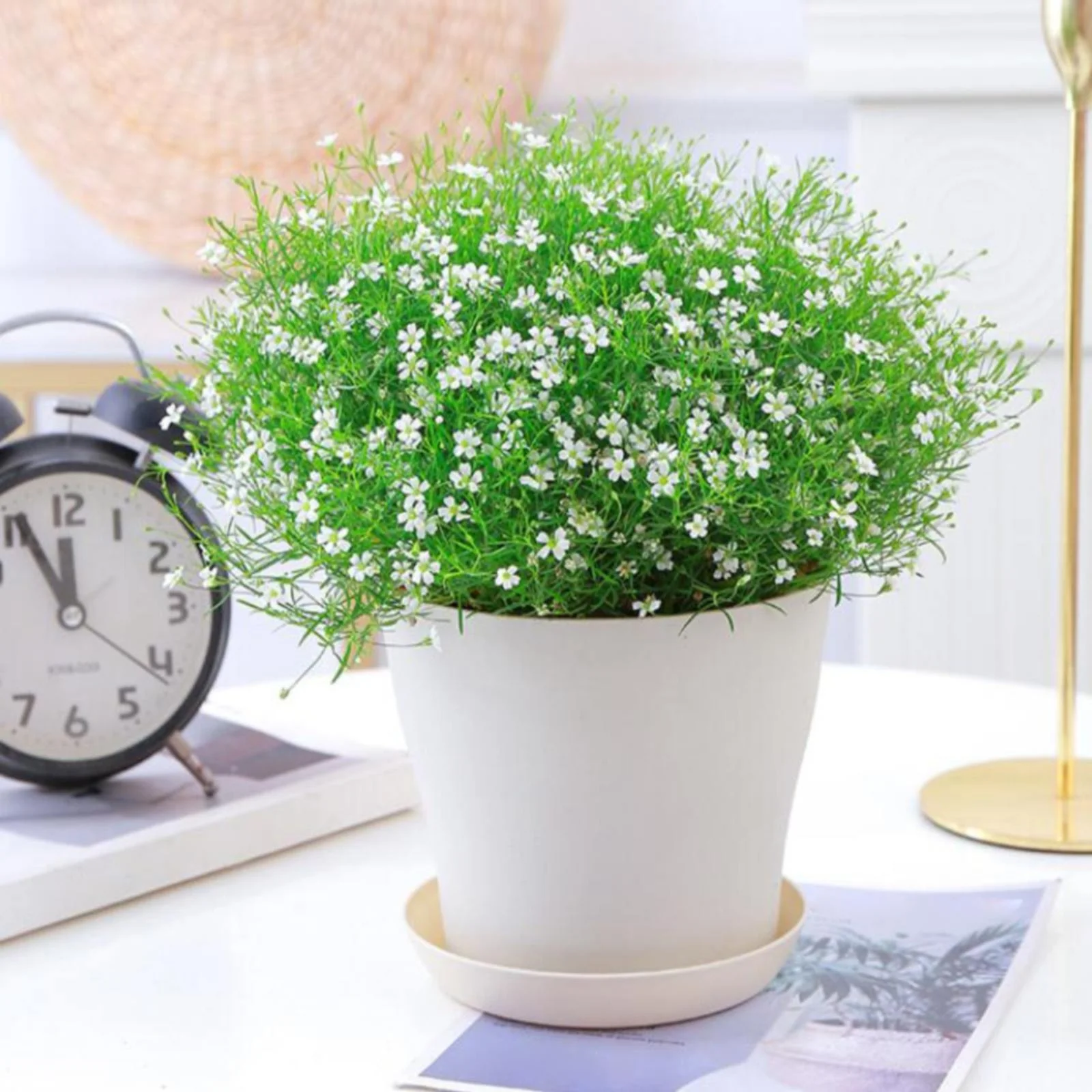 Bnnlsa Flower Pots 8Pcs Open Flowerpot Decor Bonsai Vegetations Pot Pots Decorative Gardening Pot Vegetationswith Saucer Succulent Window Box Decorative Flower Pots Flower Pot（Random Color）