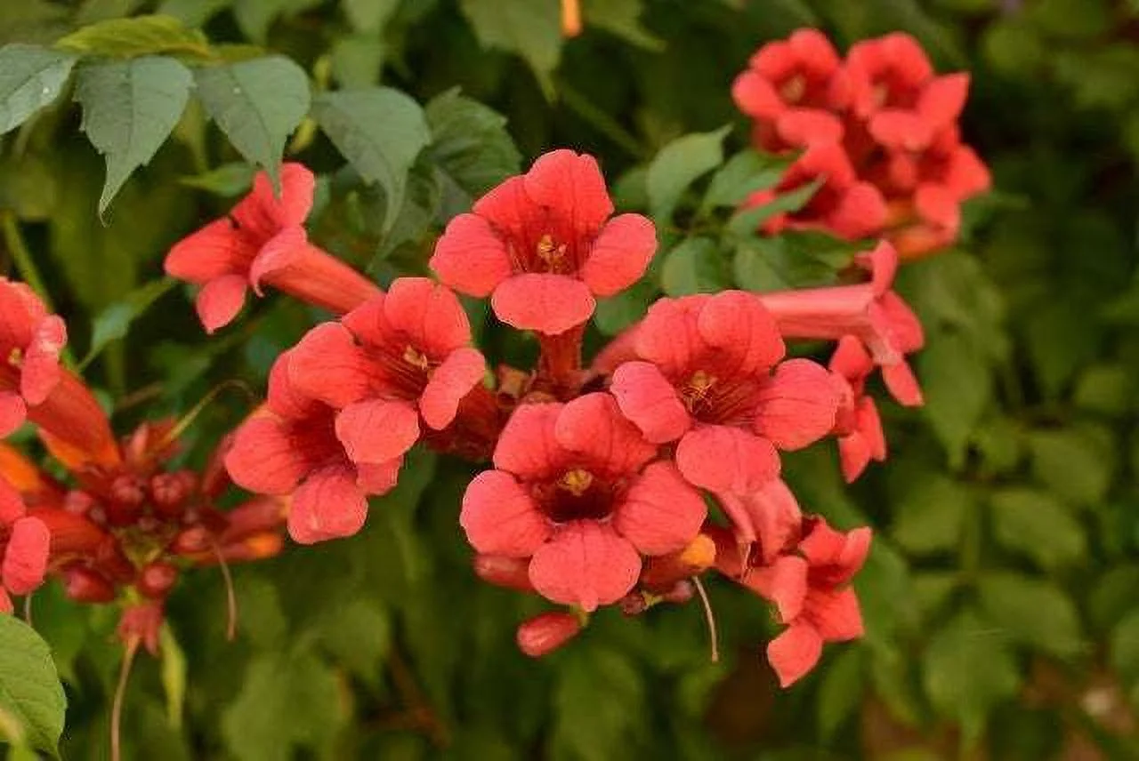 Red Trumpet Creeper Vine Seeds - 100 Seeds - Hummingbird Bush - Non-GMO Seeds