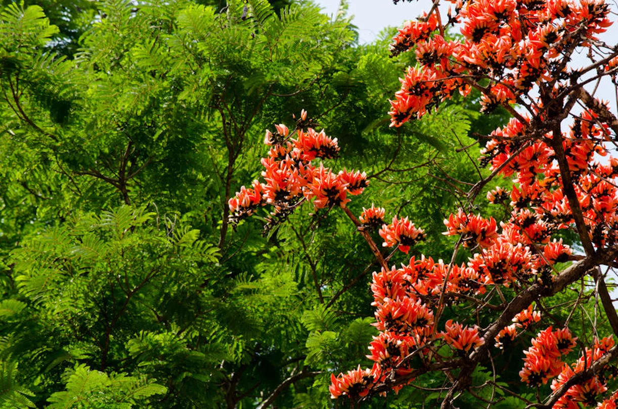 Tropical SEEDS- - Flame of the Forest Tree -5 Heirloom Seeds - Stunning Orange Blossom-  -Container Gardening -Butea monosperma- Serendipity Seeds