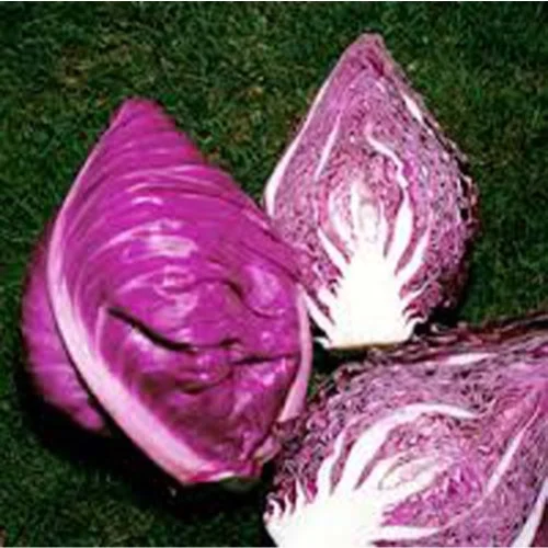 Cabbage Kalibos Pointed Great Heirloom Vegetable 40 Seeds
