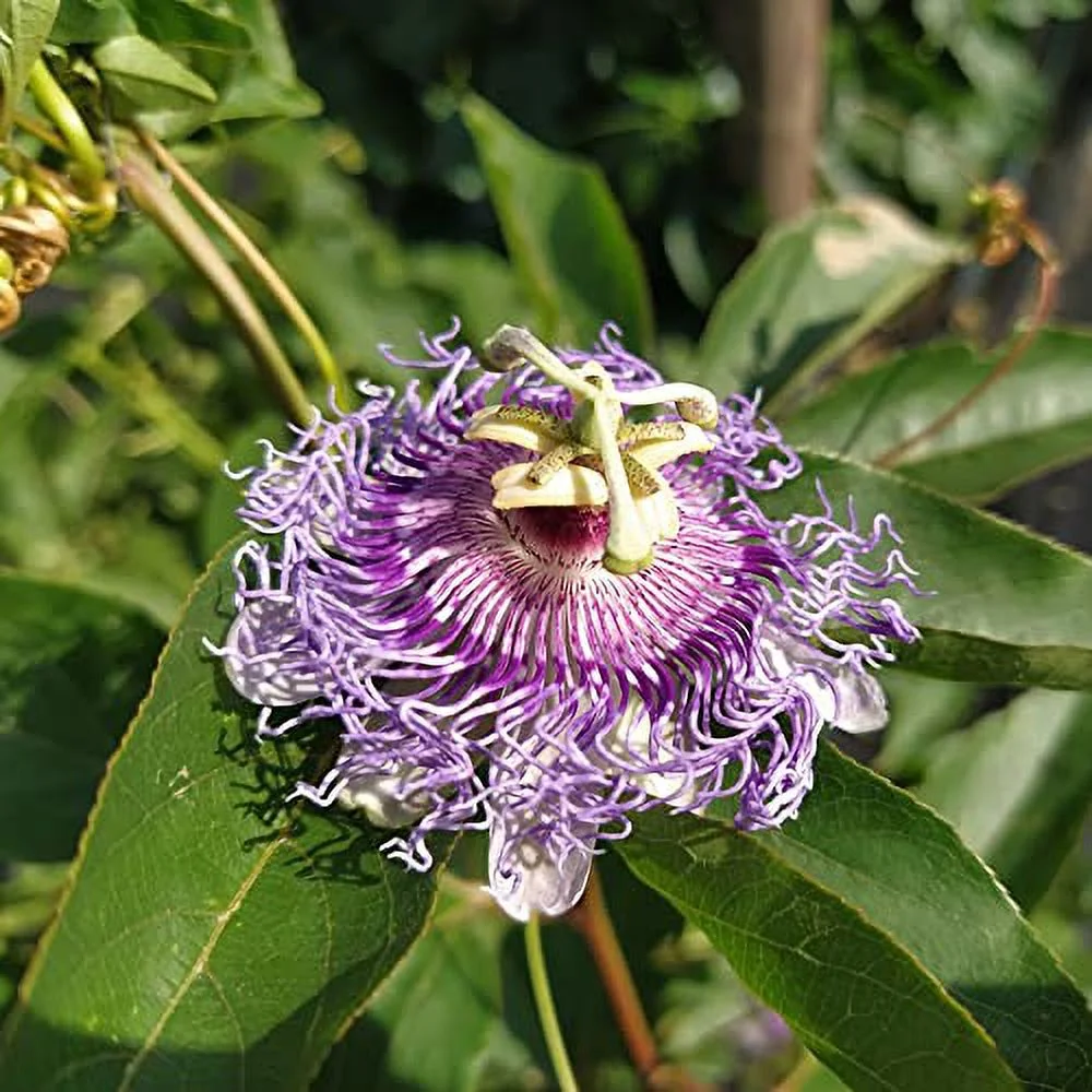 Passiflora Incarnata Seeds Purple Passionflower, Maypop Edible Fruit Rapid-Growing Vine Fragrant Drought Tolerant Jelly Trellis Arbor Wall Fence Outdoor 200Pcs Flower Seeds by YEGAOL Garden