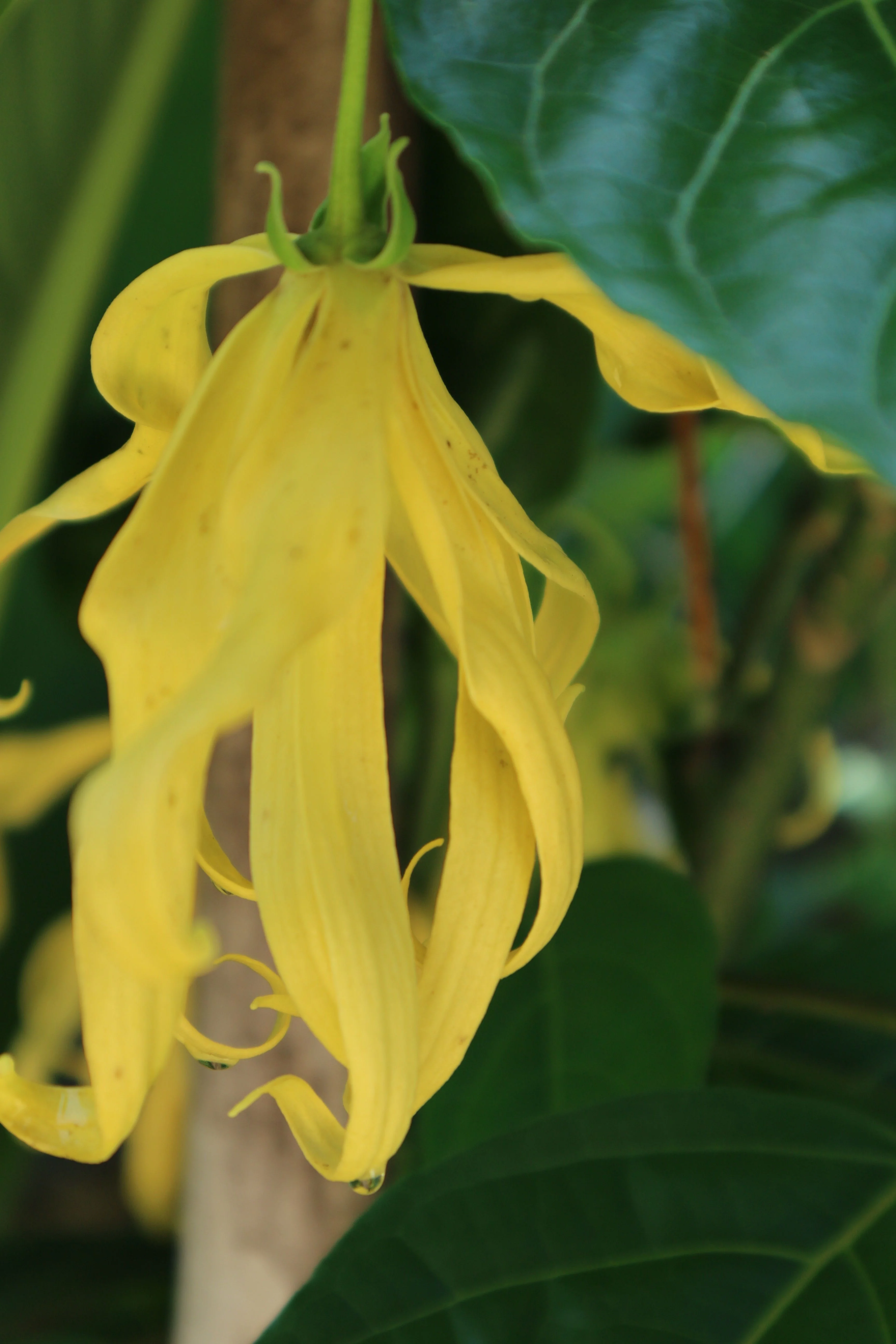 5 seeds -Ylang Ylang or perfume tree -See Full description Below- Attracts Butterflies -Cananga odorata- Serendipity Seeds