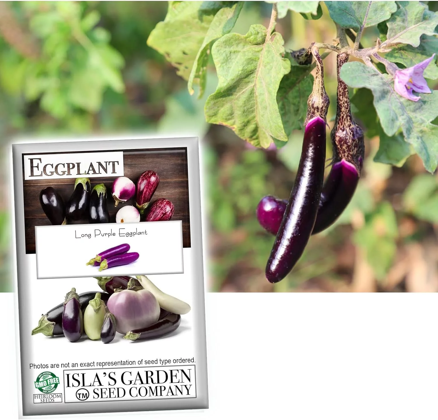 Long Purple Eggplant Seeds for Planting, 100+ Heirloom Seeds Per Packet,  Non GMO Seeds, Botanical Name: Solanum melongena, Great Home Garden Gift