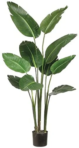 5' Bird of Paradise Plant in Plastic Pot Green (Pack of 2)