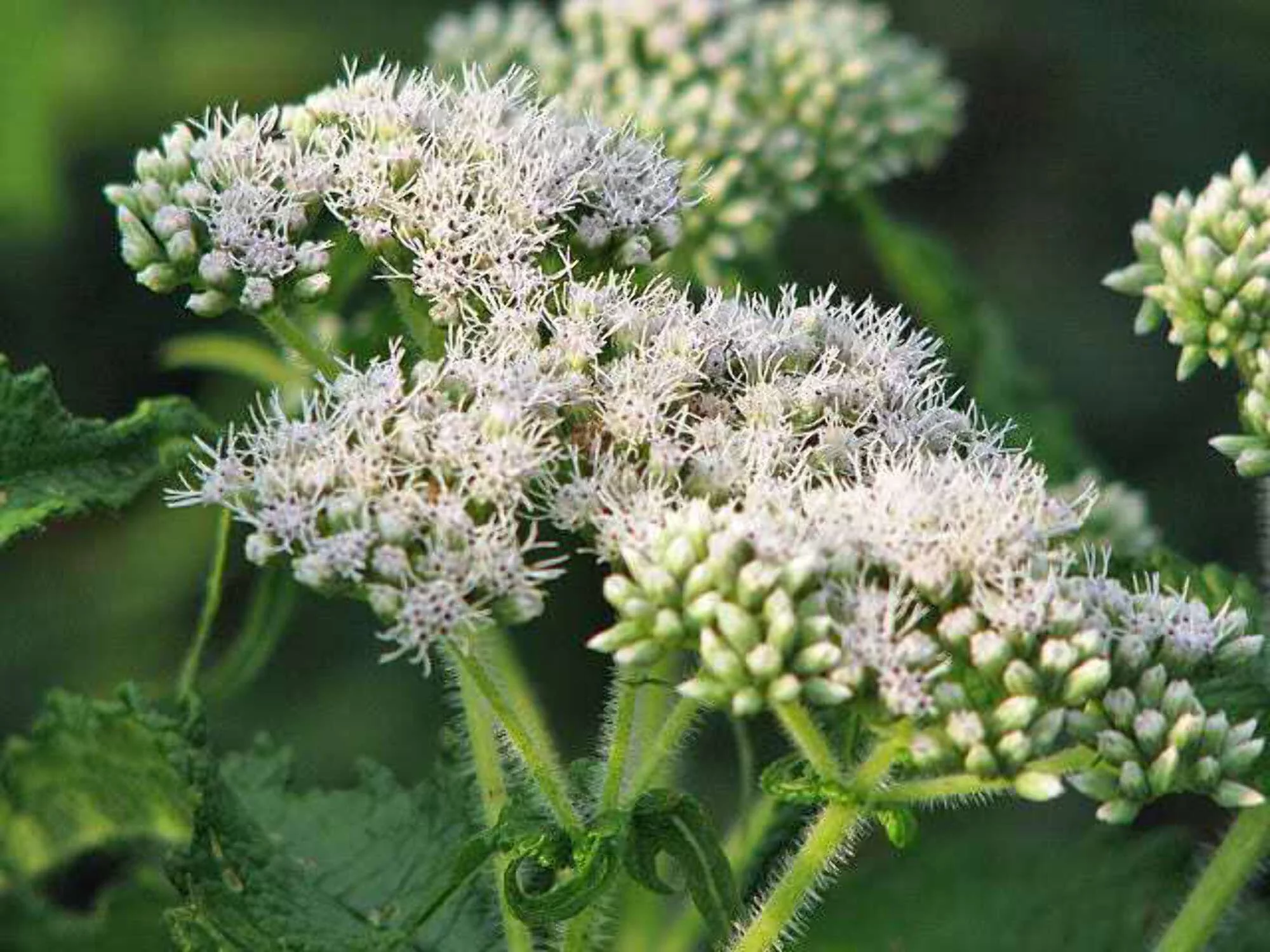 200 TALL WHITE BONESET (Thoroughwort) Eupatorium Perfoliatum Flower Seeds