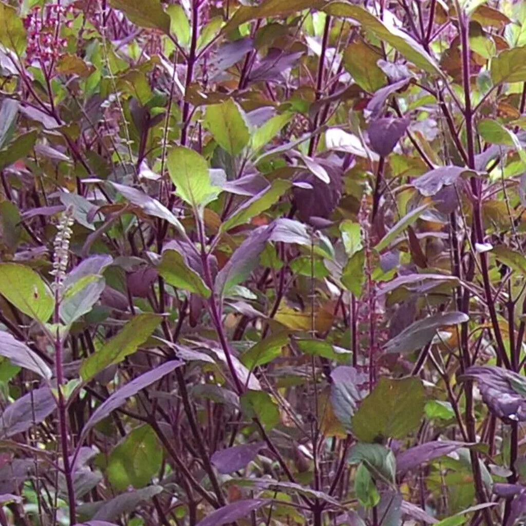 Red Leaf Holy Basil Seeds, NON-GMO, Tulsi, Monk's Basil, Ayurveda, FREE SHIPPING, 80k Seeds or 1/4 LB