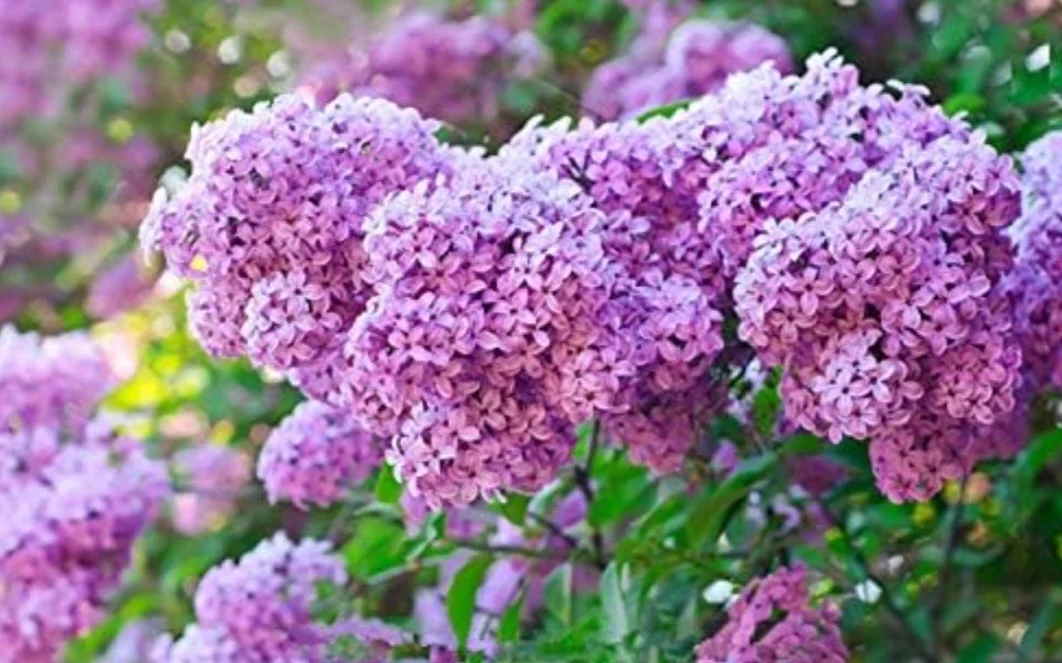 50 Mixed Lilac Seeds Extremely Fragrant Japanese Tree Lilac Shrub Syringa Vulgaris