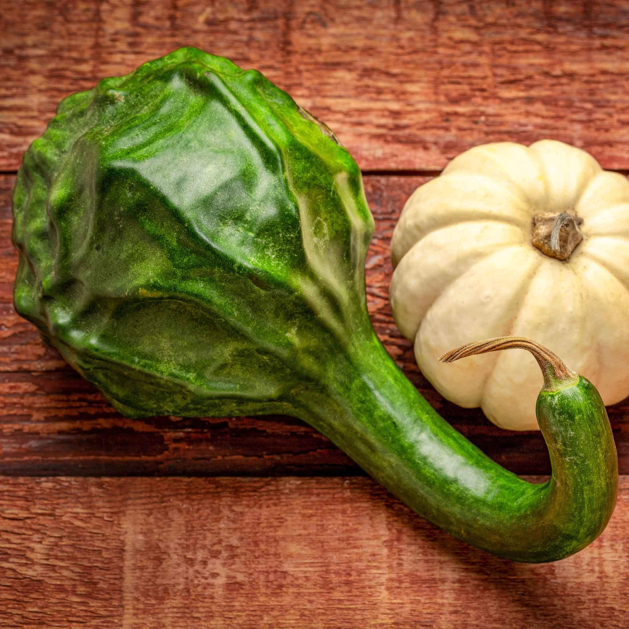 Gourd Seeds - Caveman's Club - 1 Ounce -  Vegetable Seeds,  Open Pollinated Seed  Easy to Grow & Maintain, Edible, Fast Growing, Trellis Garden