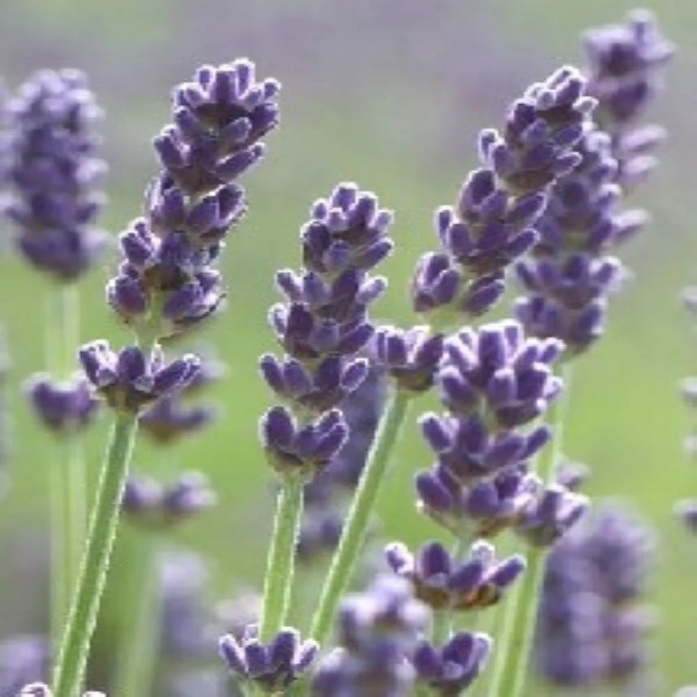 Earthcare Seeds - English Lavender 500 Seeds (Lavandula Angustifolia) Heirloom - Open Pollinated