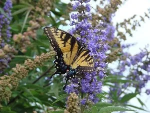 Bundle of 4 Texas Lilac Vitex Chaste Trees - Live Lilac Bush Plants - Quart Containers - FIBROUS Root System - Purple Blooms - Crape Myrtle Guy