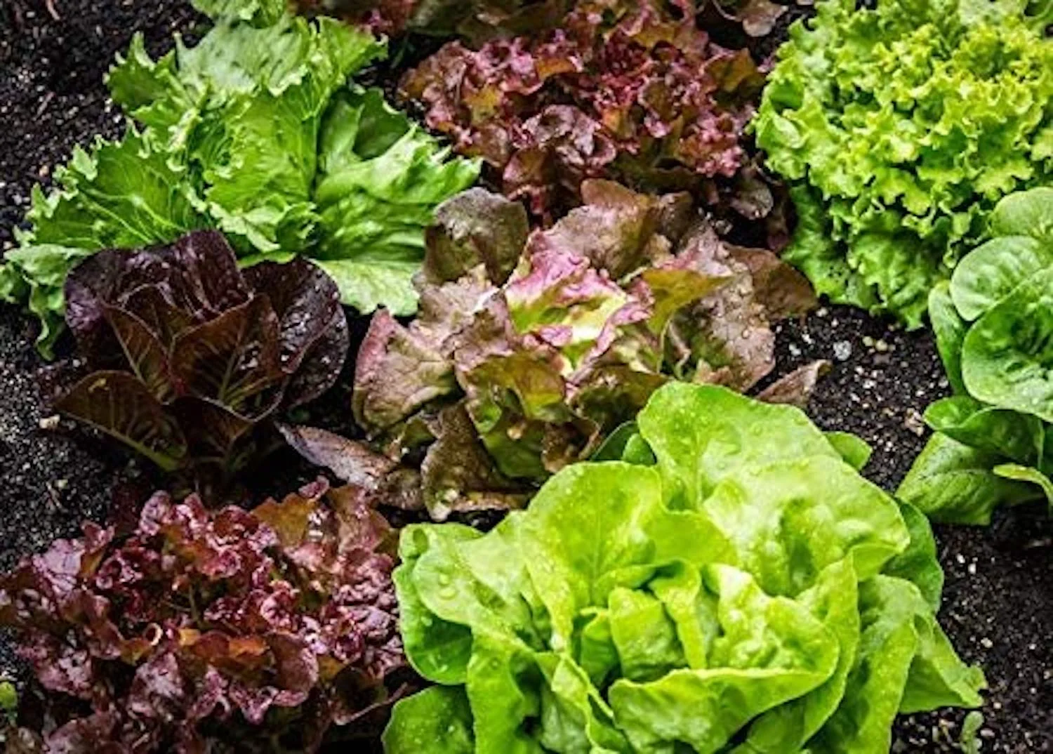 Mixed Greens Lettuce Seed Variety Mix, (Mesclun Mix), 500 Heirloom Seeds Per Packet, Non GMO Seeds
