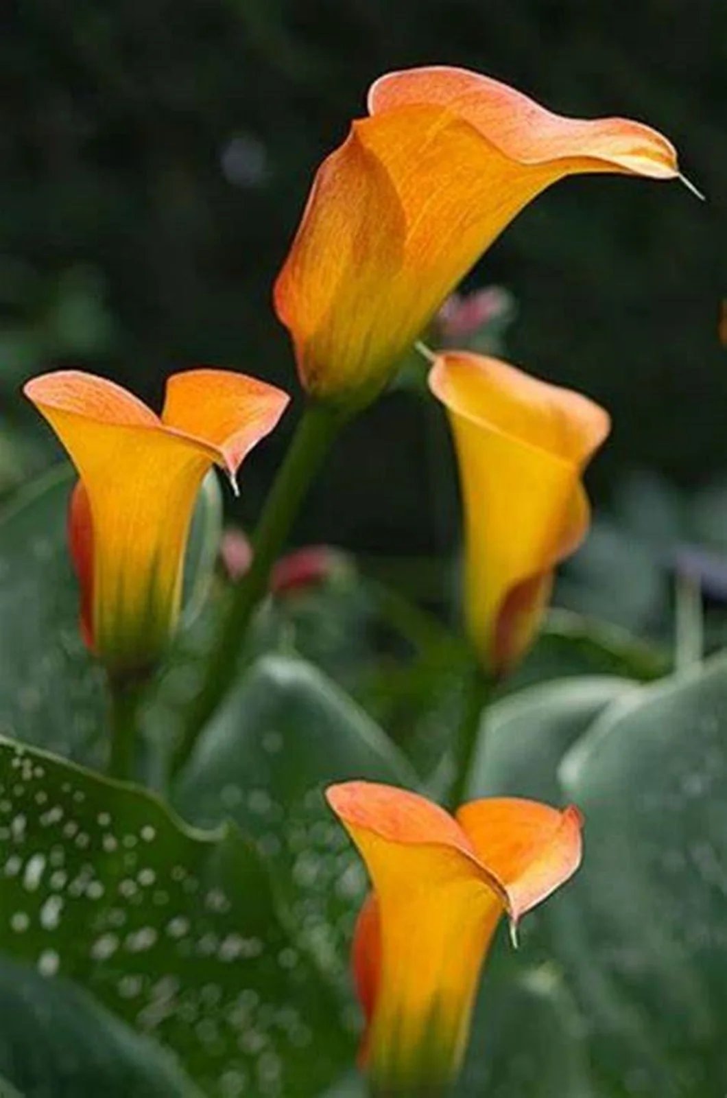 Calla Lily Bulbs, Calla Lily Bulbs Giant,Calla Lily Plants,Bulb Flowers,Calla Lily Plant Perinial,Calla Lily Bulbs Giant,Calla Lily Bulbs For Sale