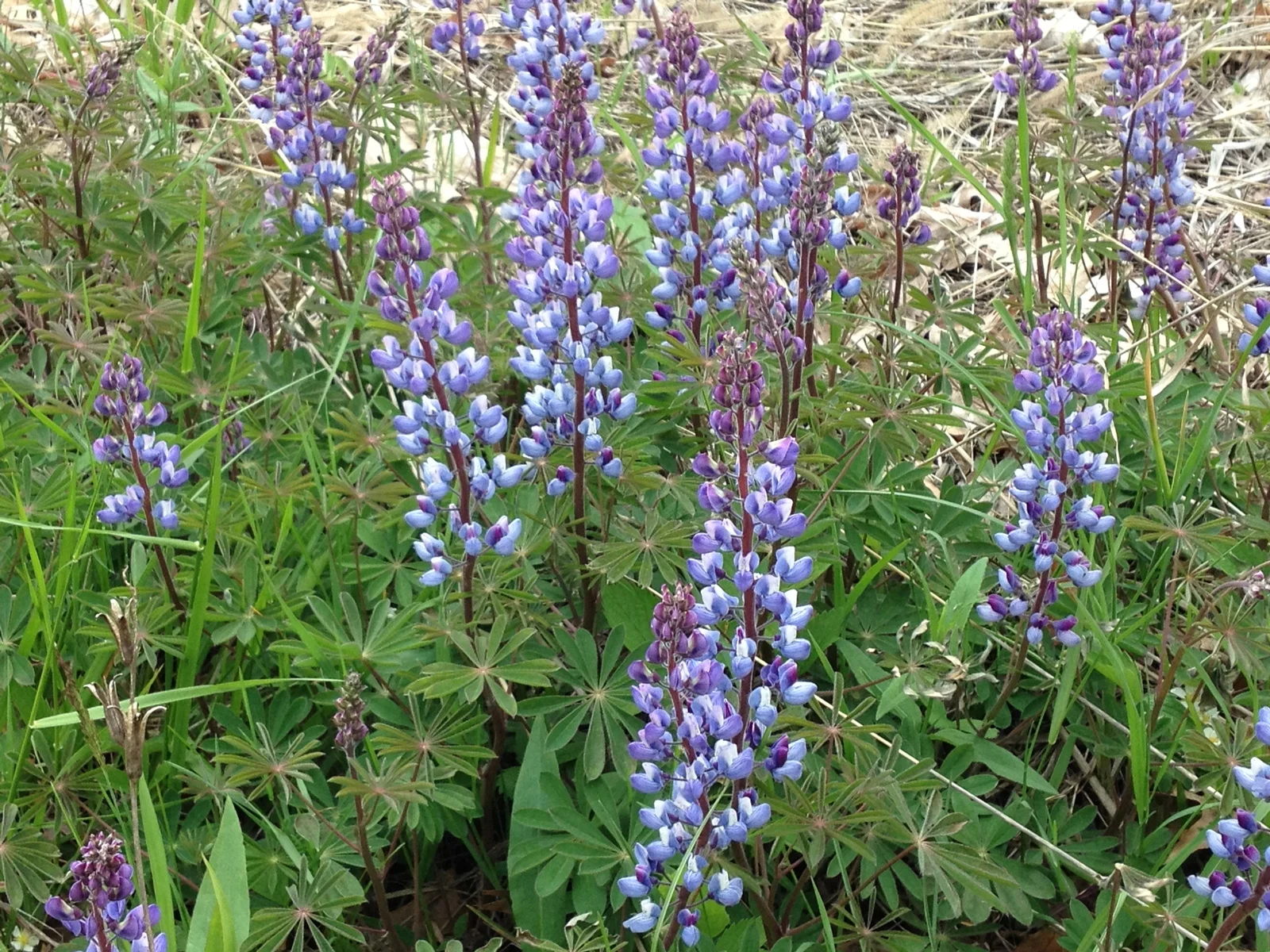 Wild Lupine-Native Perennial-Live Starter Plant