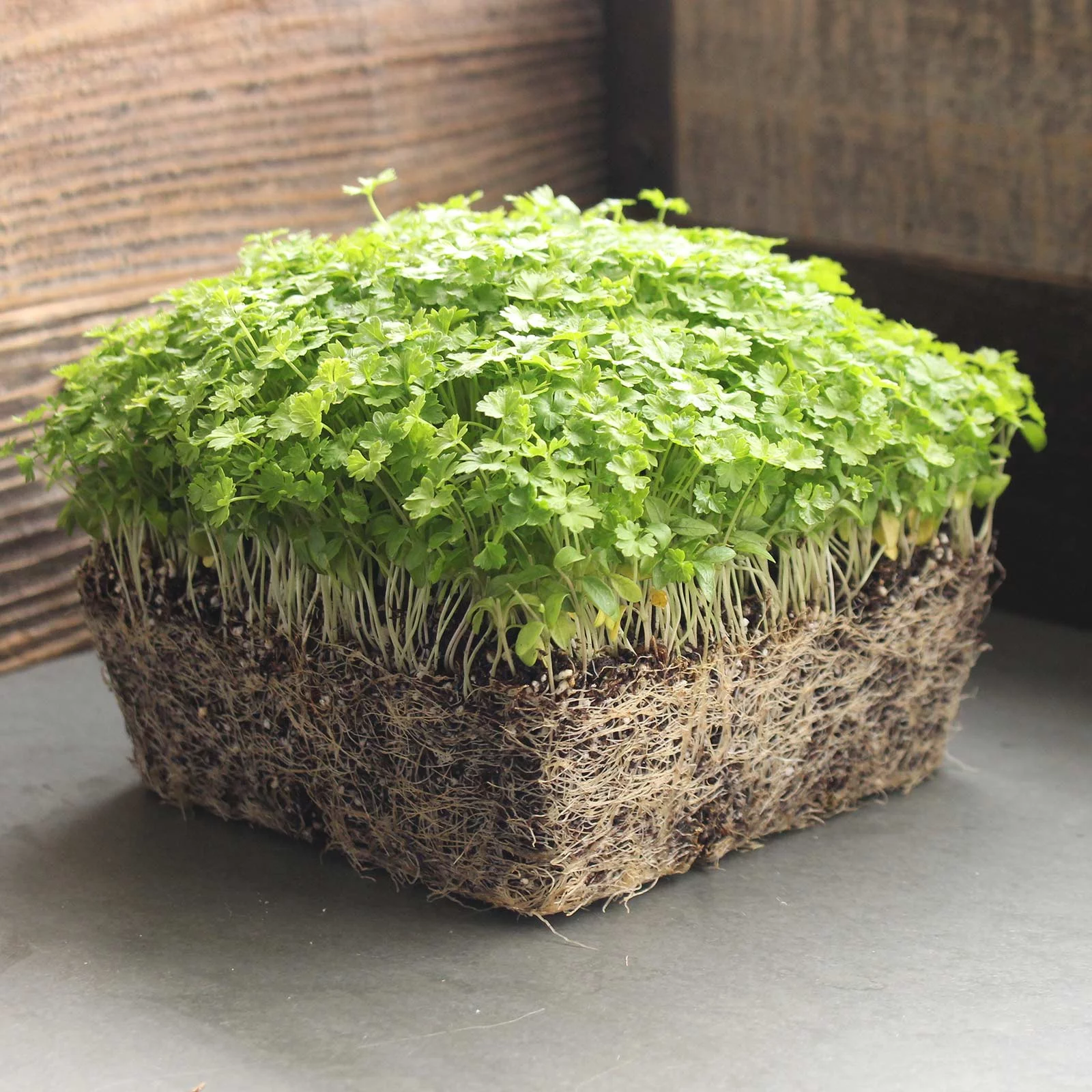 Parsley Herb Garden Seeds - Triple Moss Curled - 1 g Packet ~500 Seeds - Non-GMO, Heirloom Herbal Gardening & Microgreens Seed