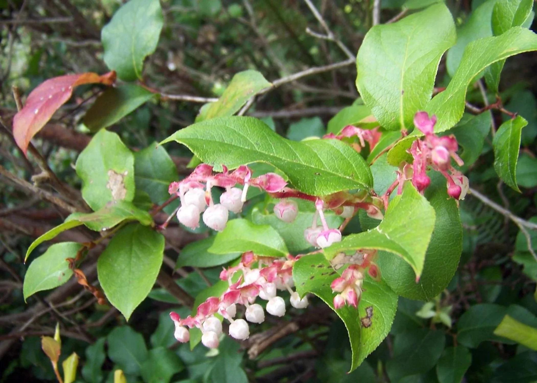 40 SALAL BERRY Gaultheria Shallon Pink White Flowers Blue Fruit Shrub Seeds