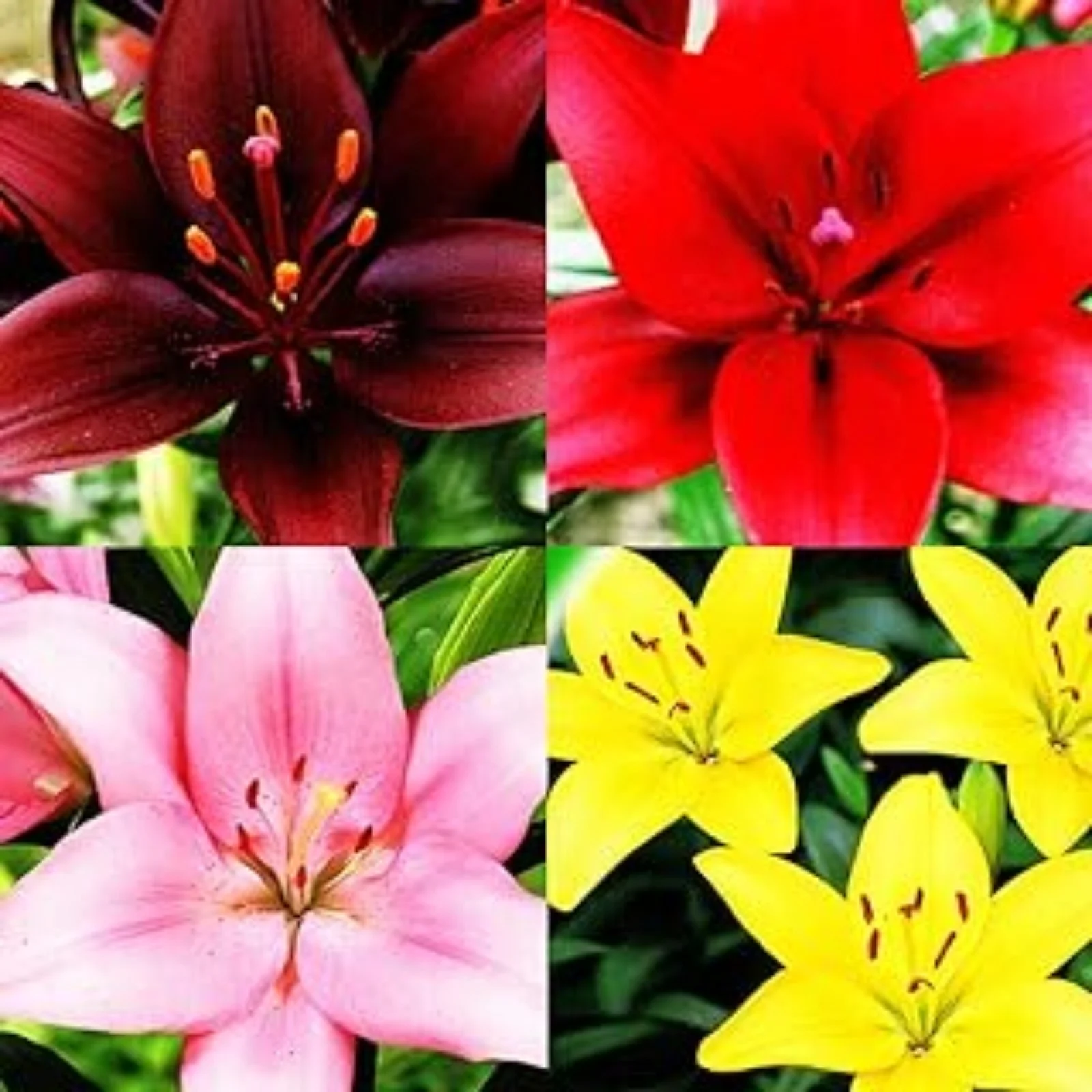 Tiger Lily Bulbs For Planting,Lily Bulbs For Planting Outdoors,Gardening Treasures,Lily Bulbs Perennial,Surprise Lily Bulbs,Iridescent,Stargazer Lily Bulbs.