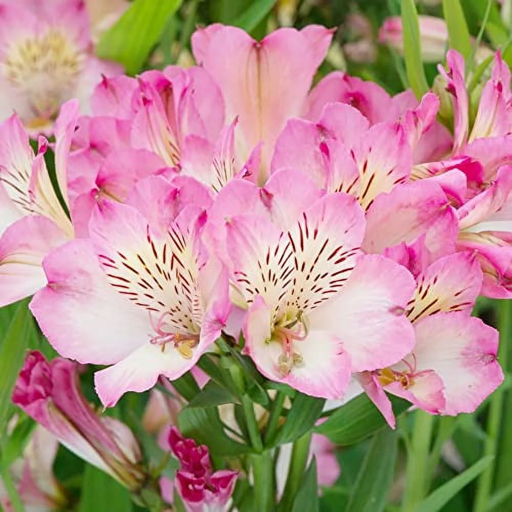 Pink Alstroemeria Seeds Peruvian Lily Perennial Attracts Butterflies Cut Flowers Deer Resistant Cutting Garden Borders Containers Outdoor 10Pcs Flower Seeds by YEGAOL Garden