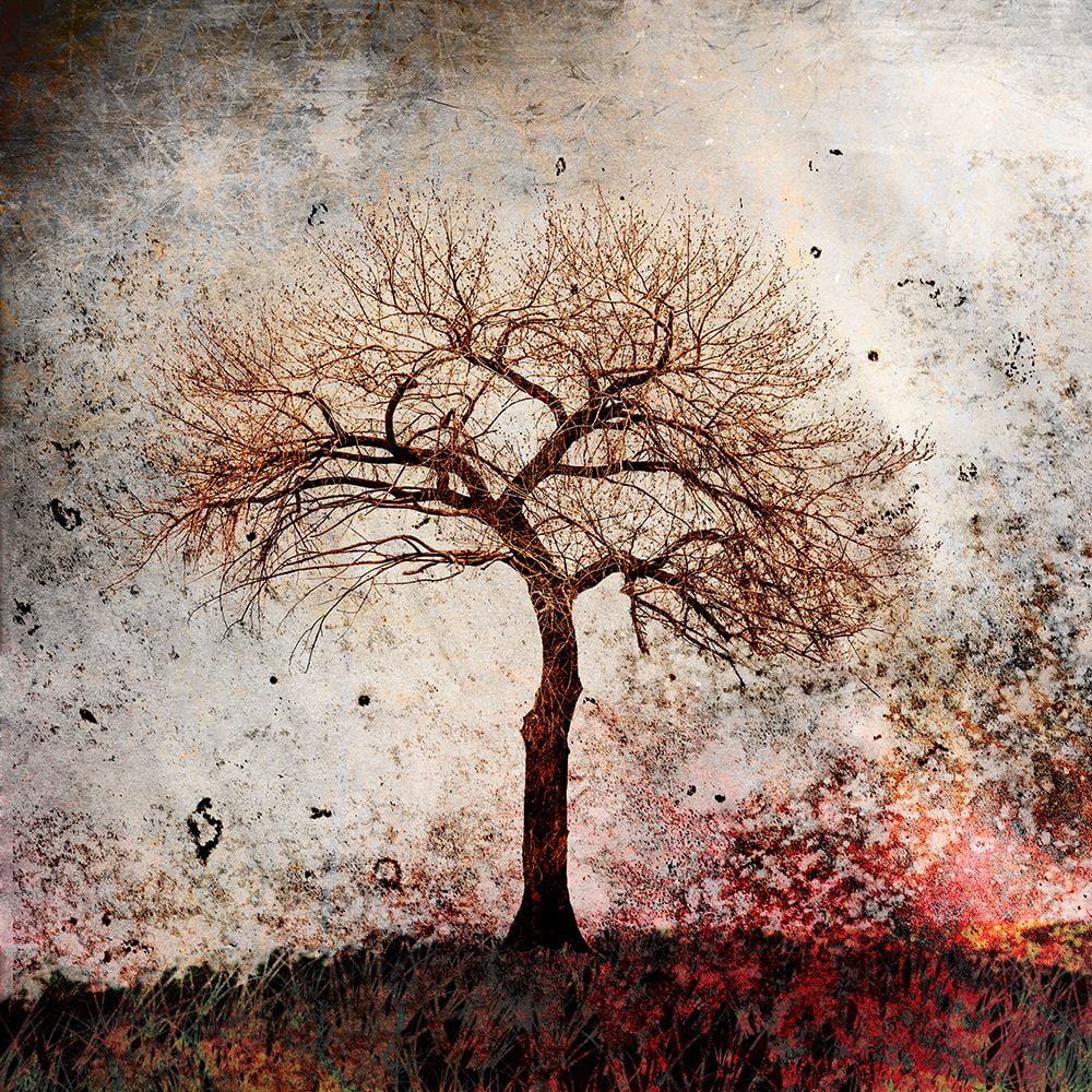 LightBoxJournal 12x12 Black Ornate Wood Framed with Double Matting Museum Art Print Titled - Cottonwood Tree Part 09