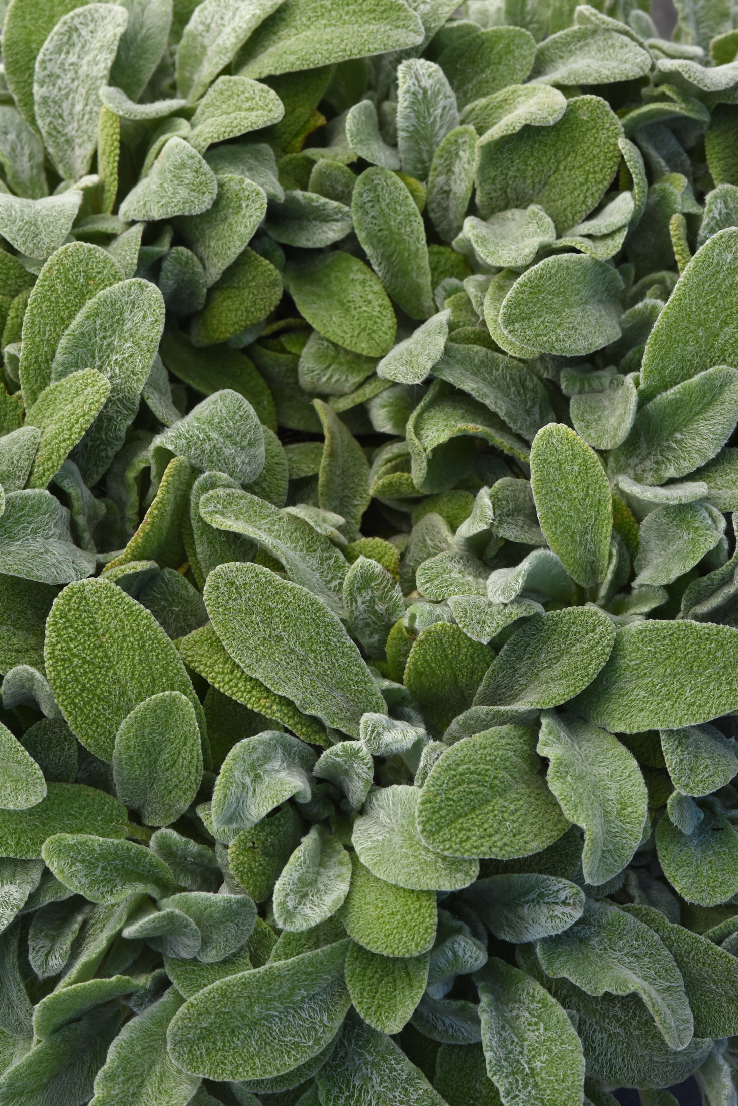 Little Lamb Stachys byzantina Perennial - Quart Pot