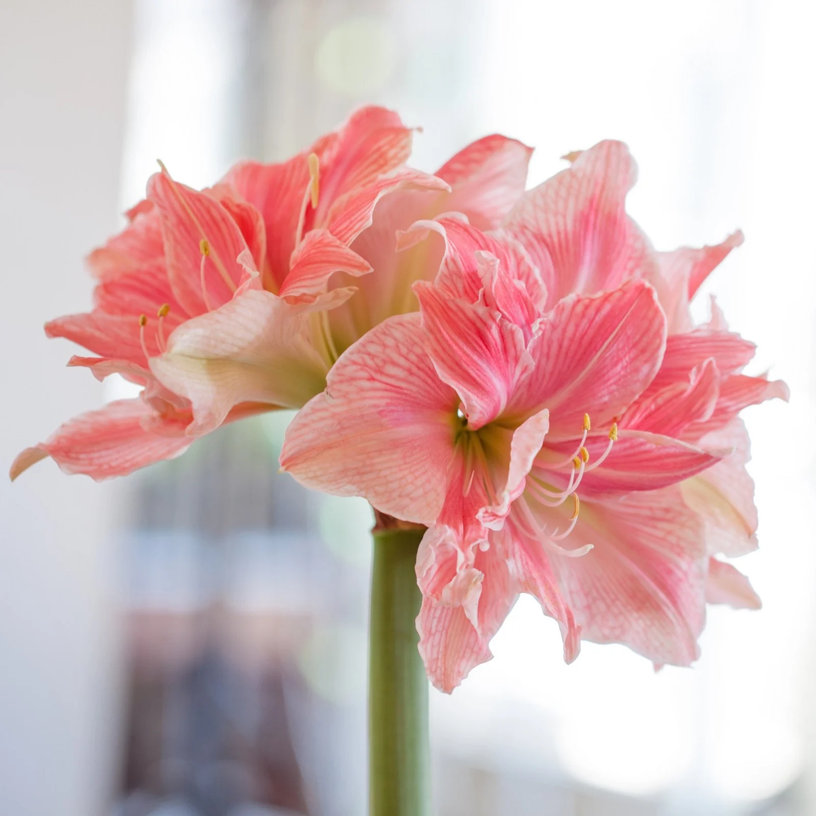 Amaryllis Bulbs For Planting,Iridescent,Amarillos,Amaryllis Bulbs For Sale,Amaryllis Pots,Amaryllis Plants,Amaryllis Belladonna Bulbs,Beautify Environment,Amaryllis Belladonna.