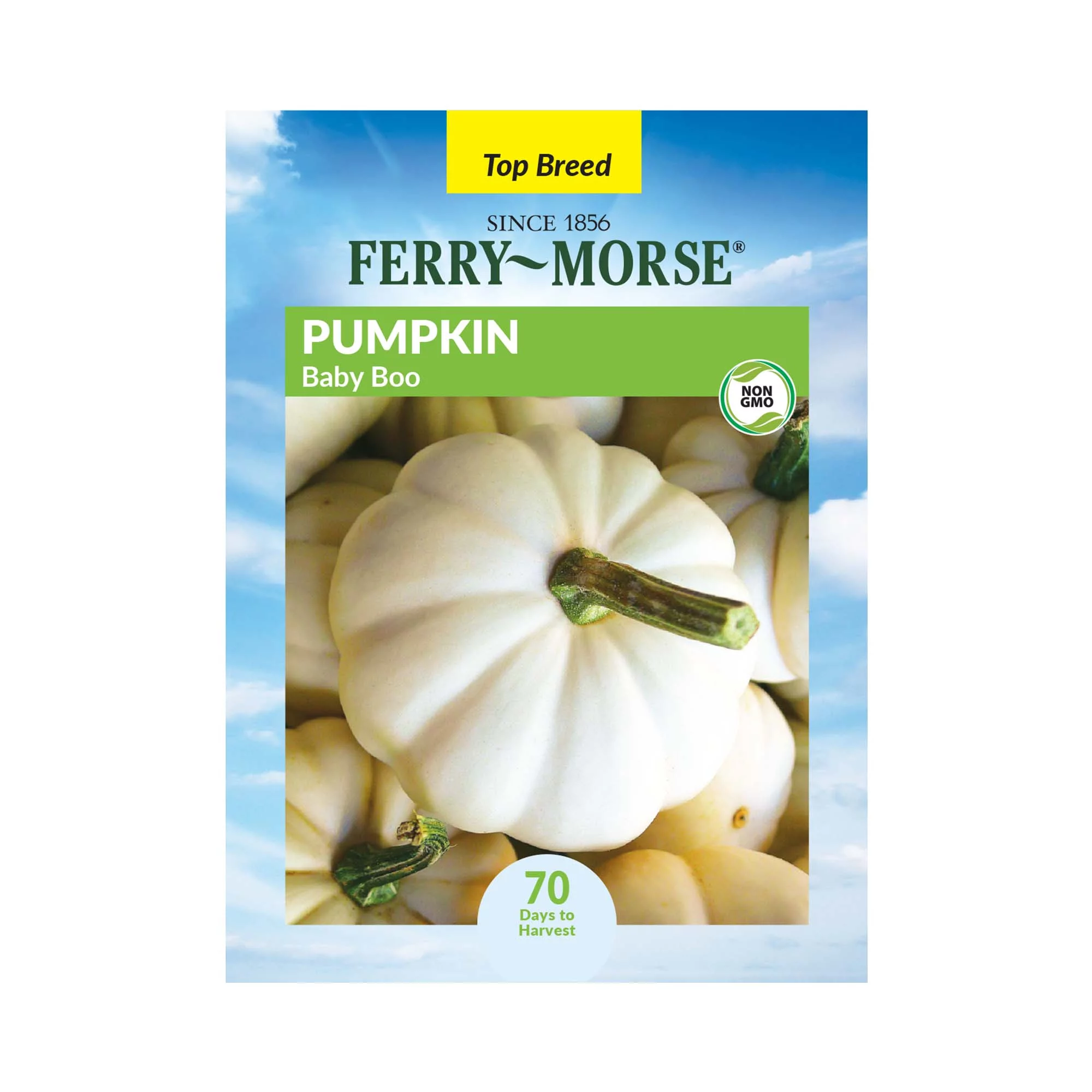 Ferry-Morse 1350MG Pumpkin Baby Boo Vegetable Plant Seeds Full Sun