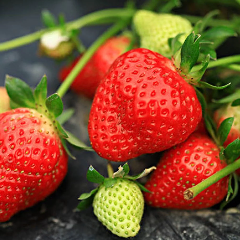 300Pcs/Pack Super Large Strawberry Seeds Home Garden Red Color Sweet Delicious Fruit Plant