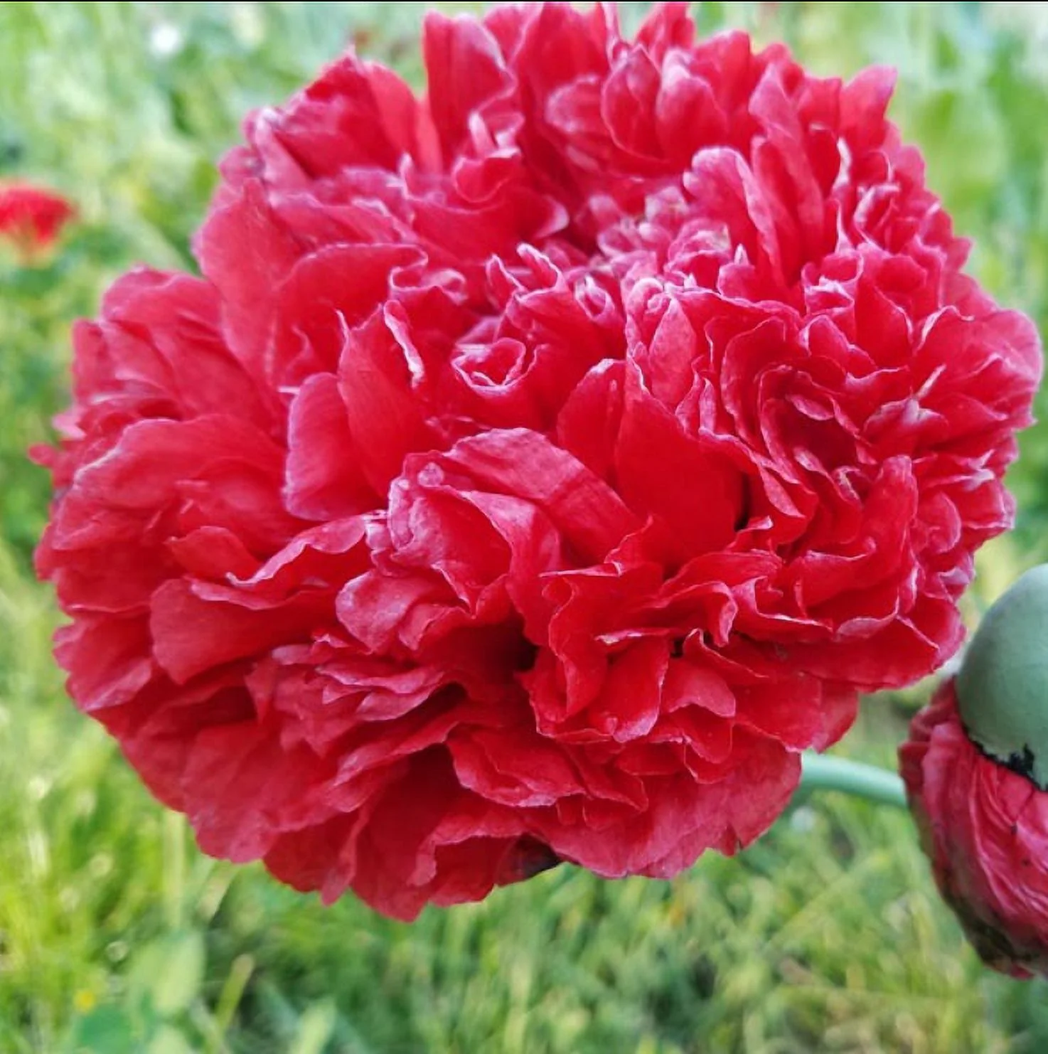 Poppy LUCILLE 200 Seeds