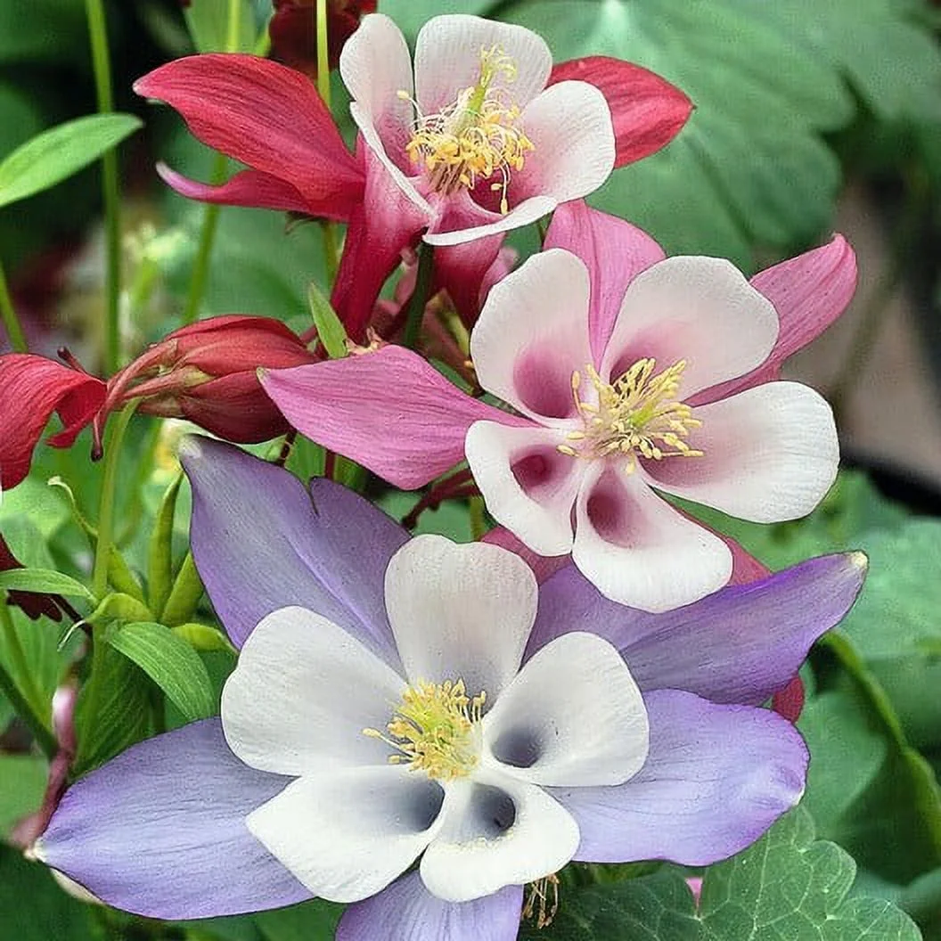 20 Seeds Easy to Grow WHITE Columbine McKana Giants Flower Seeds, Perennial Colorful, Attracts Bees and Hummingbirds 20 SEEDS Free Shipping