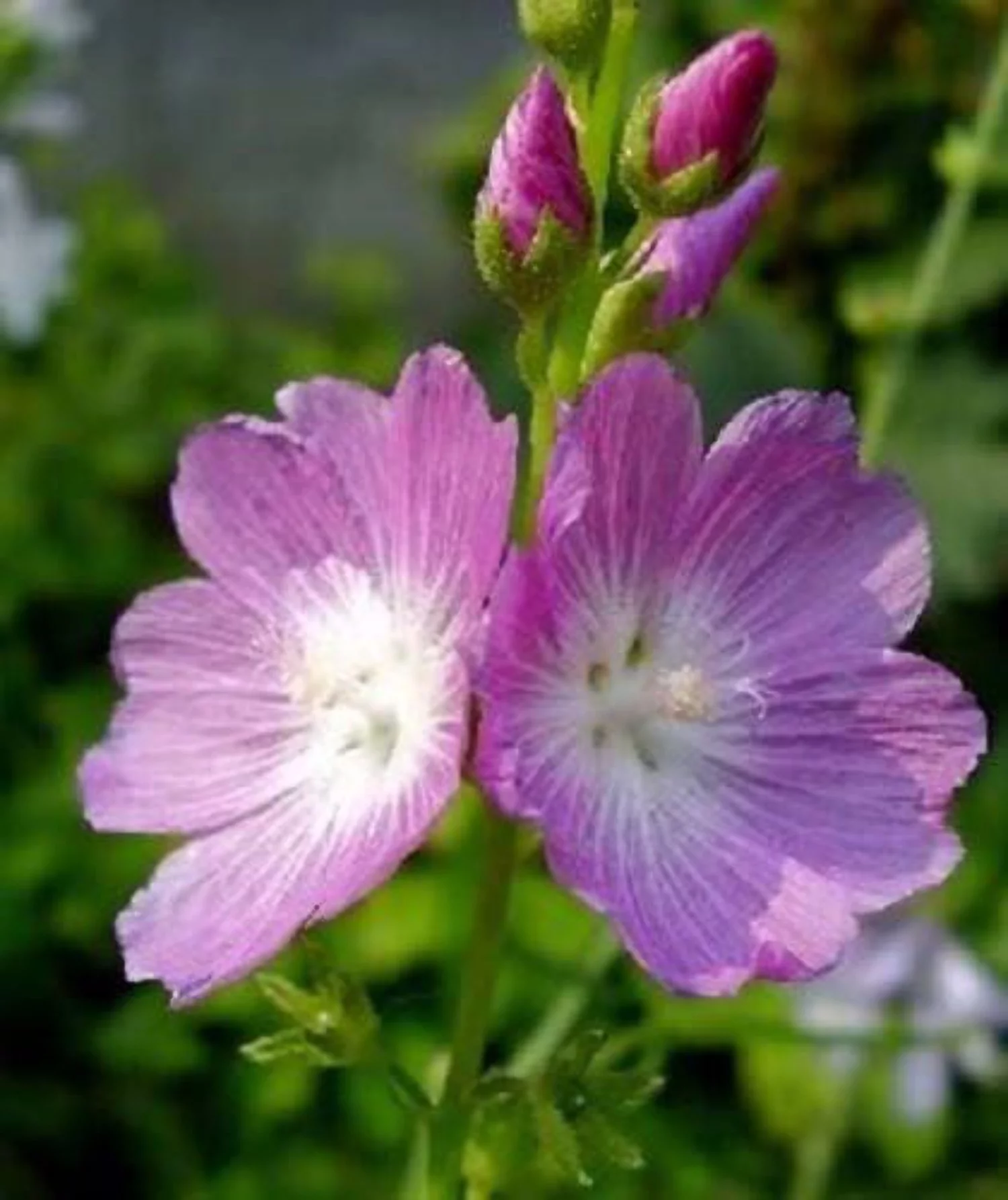 50 PINK CHECKERMALLOW Sidalcea Hendersonii Henderson's Checkerbloom Flower Seeds