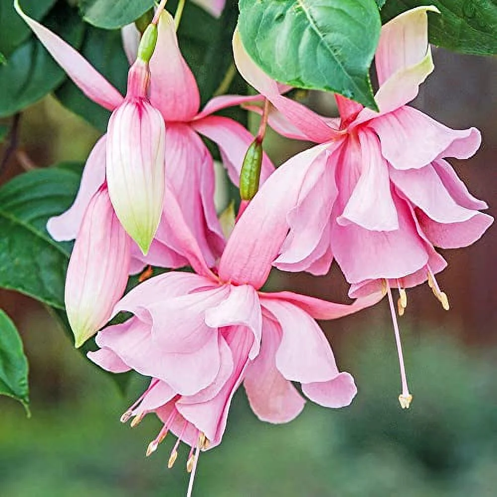 QAUZUY GARDEN 100 Mixed Fuchsia Seeds (Ladies' Eardrop) - Premium Heirloom Flower Seeds - Attract Pollinators - Great in Cut Flower & Bouquets & Flower Arrangement