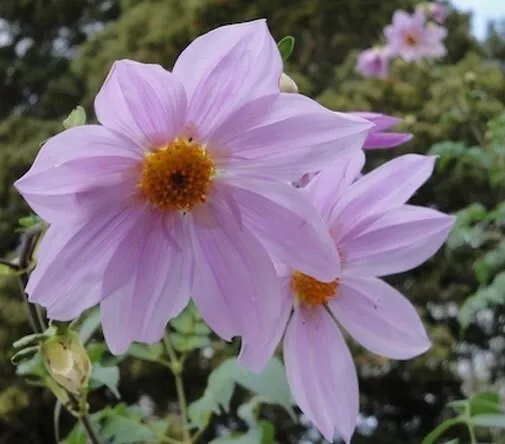 Dahlia imperialis | Giant | 5_Seeds