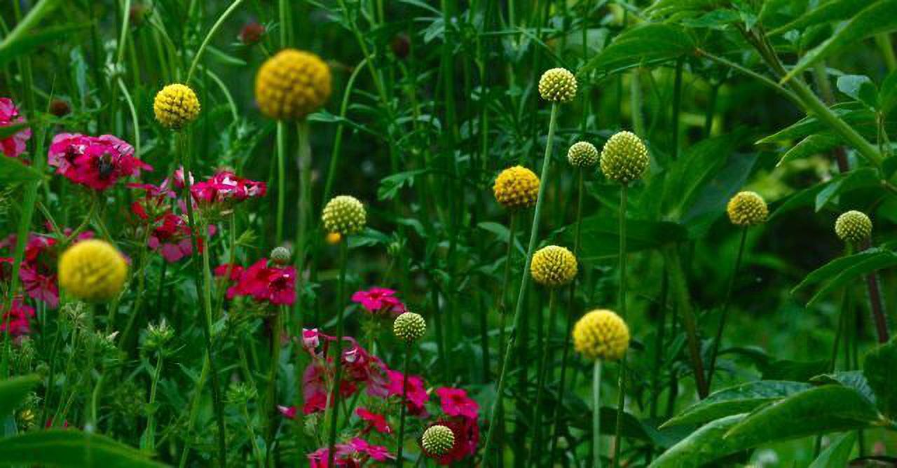 20+ BILLY BUTTONS - BALLS, CRASPEDIA, DRUMSTICK RUBBED RARE FLOWER SEEDS