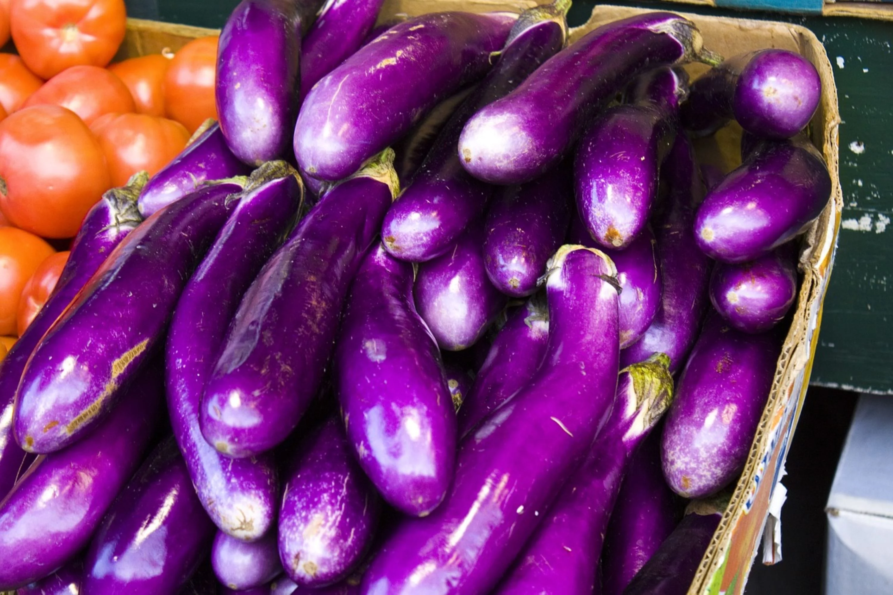 Long Purple Eggplant Seeds/ Annual/ Full Sun/ 8K Seeds 1 oz/ Zellajake Farm and Garden - B36