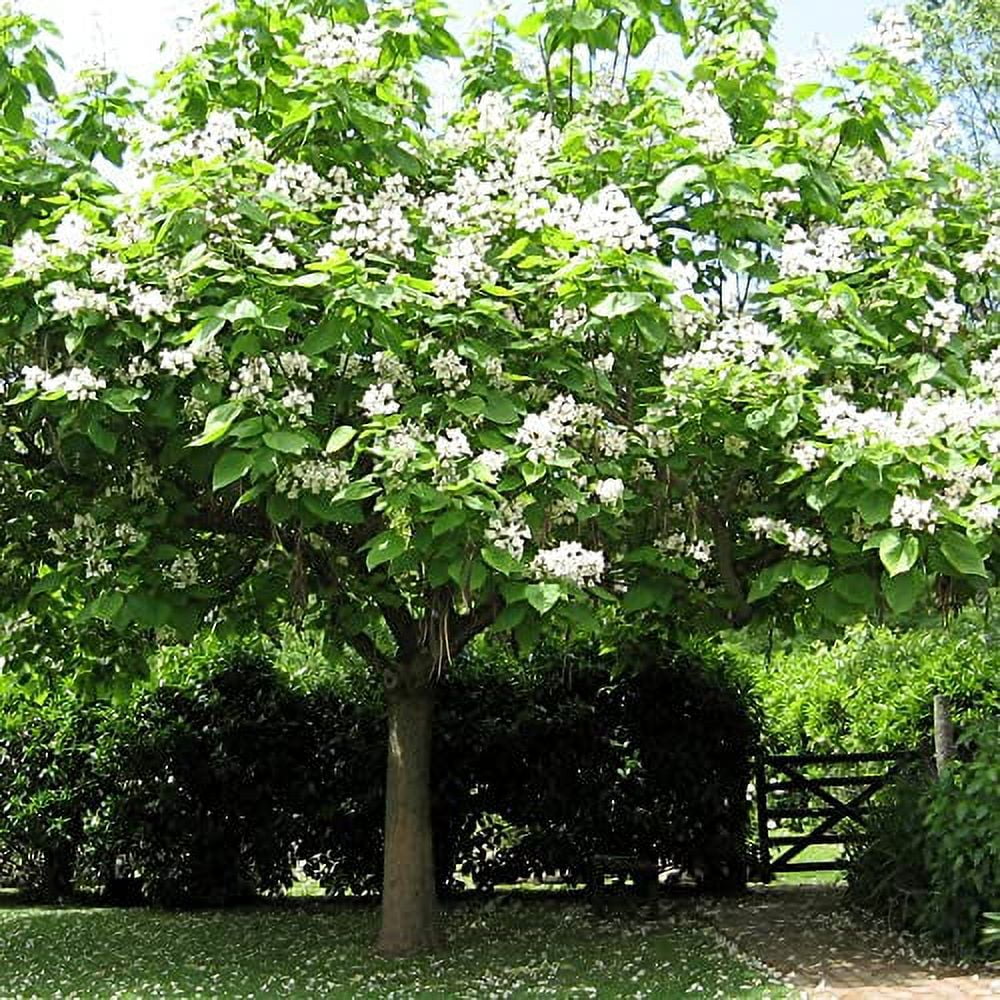 Southern Catalpa Seeds Catalpa Bignonioides Deciduous Tree Popular Ornamental Tree Heart-Shaped Leaves Showy White Flowers Garden Outdoor 25Pcs Tree Seeds by YEGAOL Garden