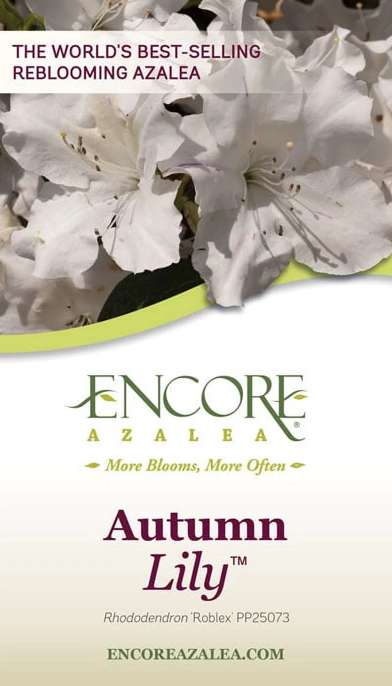 Encore Azalea Autumn Lily (2 Gallon) White Flowering Shrub - Full Sun Live Outdoor Plant