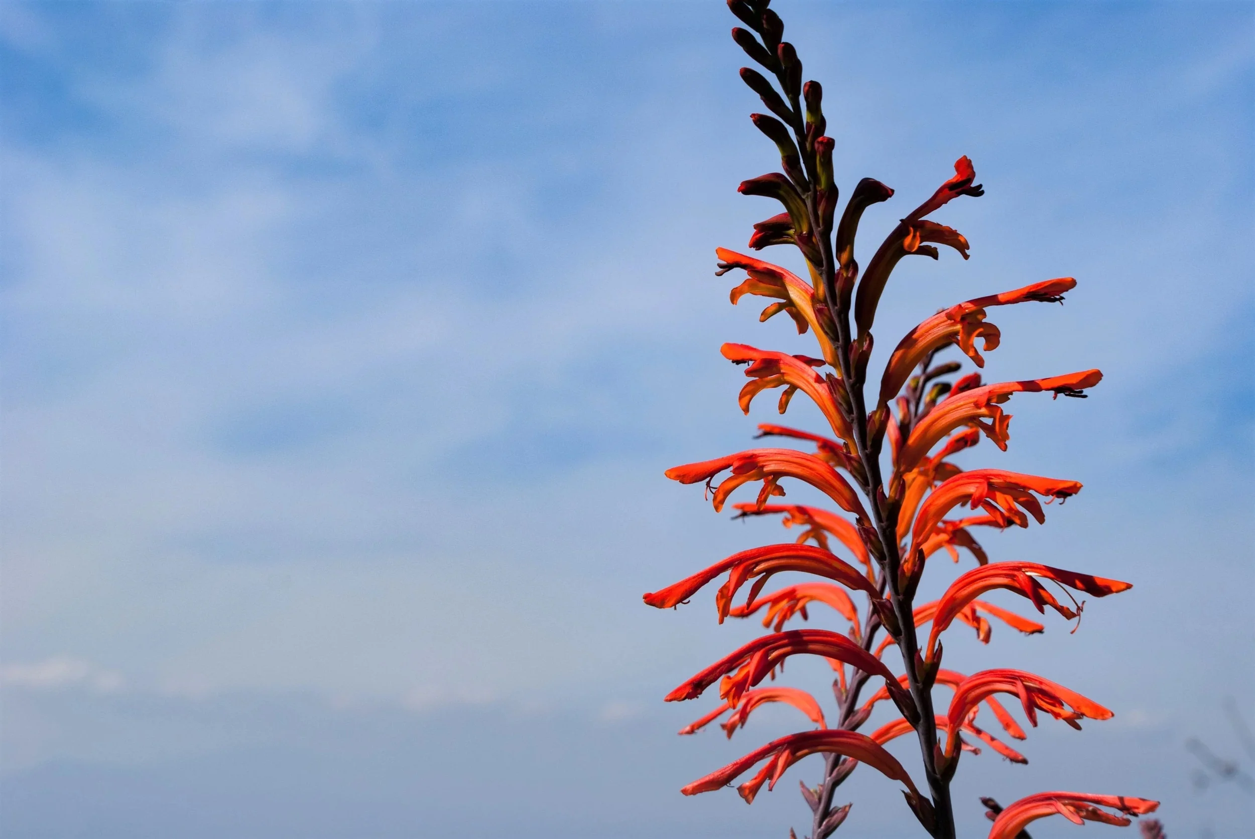 5 AFRICAN FLAG Chasmanthe Floribunda Cornflag Red Orange Hummingbird Flower Seeds