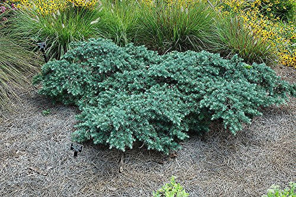 Prostrate Beauty - A Groundcover Himalayan Cedar - 1 Year Live Plant
