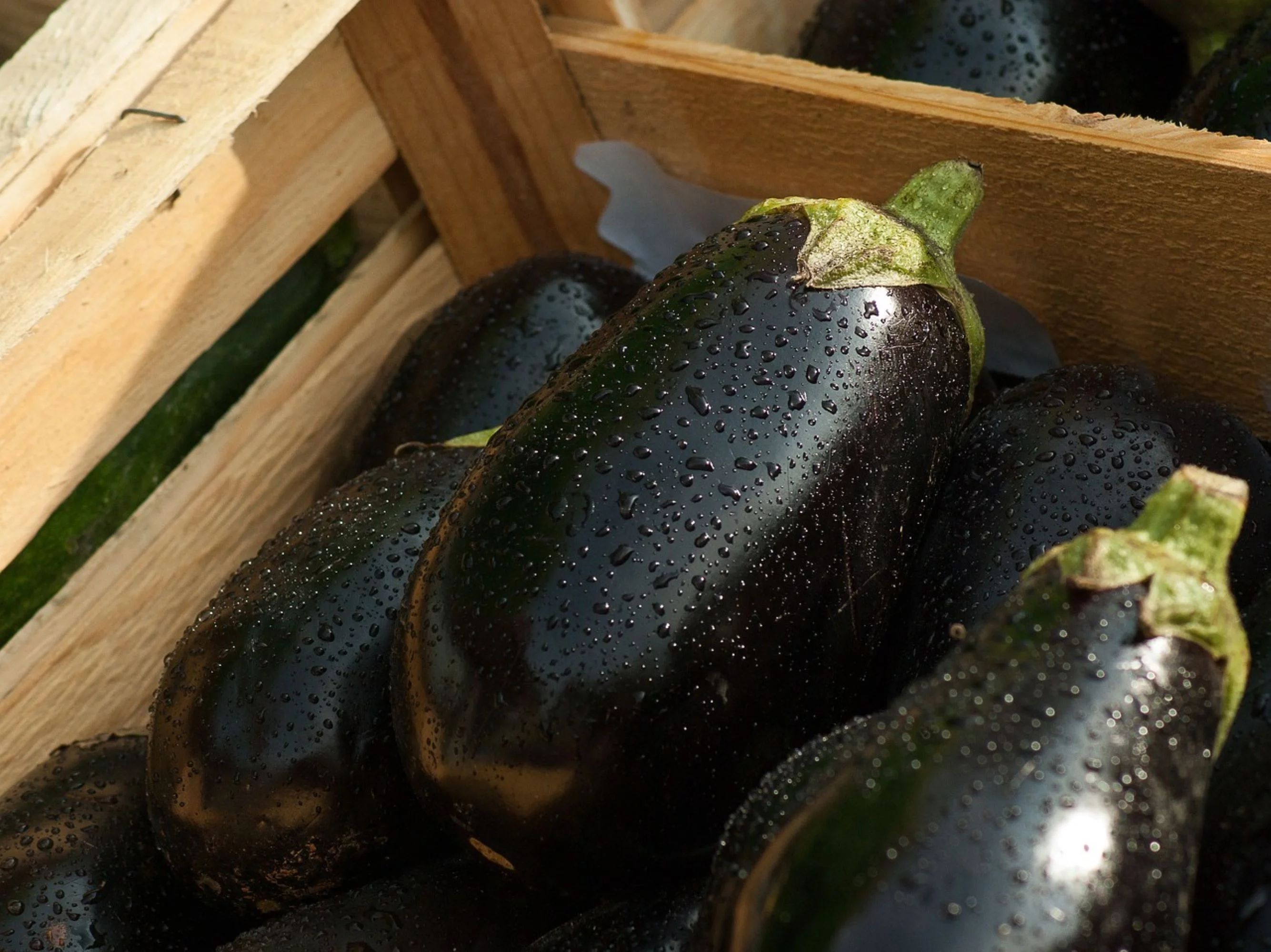 Black Beauty Eggplant Seeds/ Annual/ Full Sun/800 Seeds 1/8 oz/ Zellajake Farm and Garden - B35