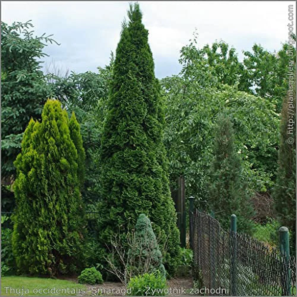25 Thuja Green Giant Arborvitae 8-14