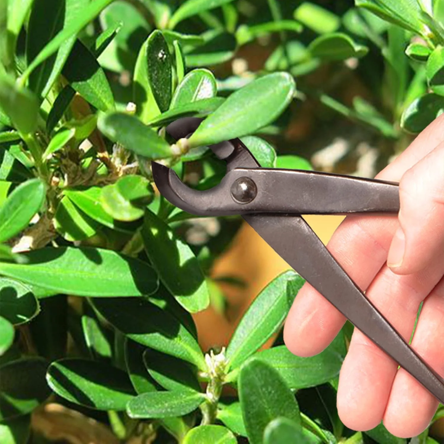 Bonsai Basics Set - 8