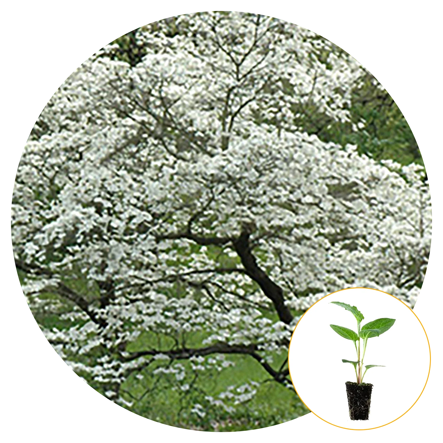 Ferry-Morse Plantlings Live Plants/Trees Dogwood Tree Florida White (Flower) Full Sun 1gal. Pot, 1 Pack