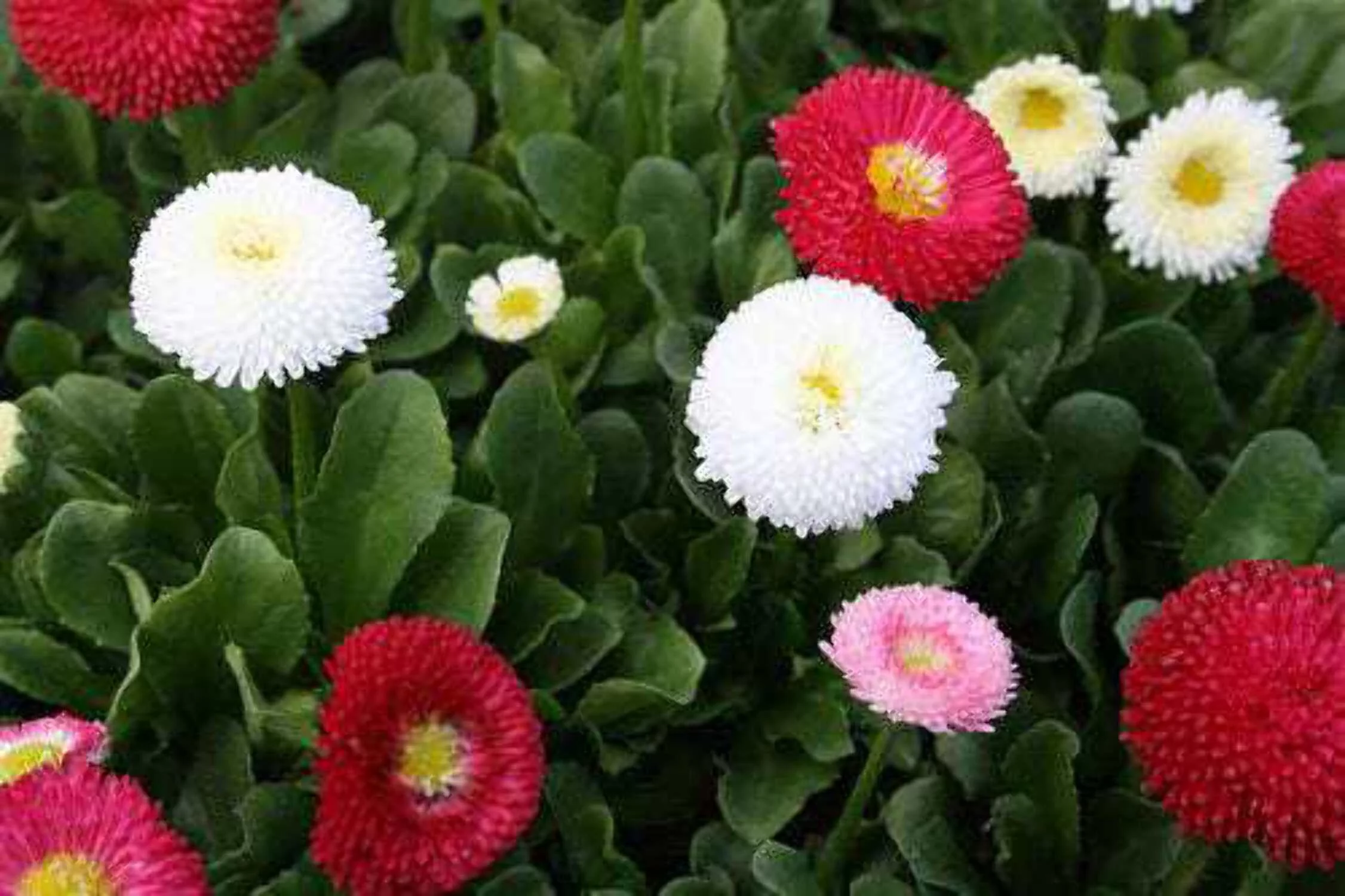 500 Dwarf WHITE ENGLISH DAISY Bellis Perennis Flower Seeds