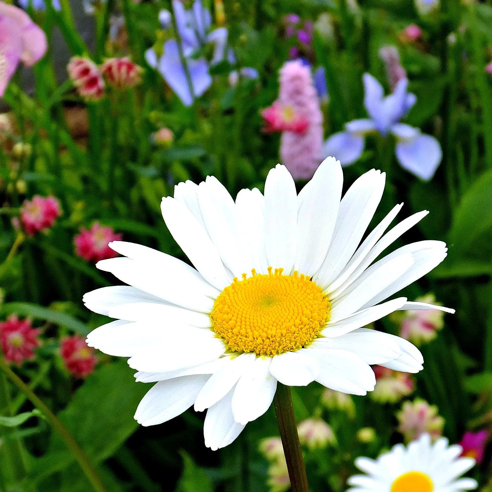 Earthcare Seeds - Shasta Daisy Alaska 700 Seeds (Chrysanthemum Maximum) Heirloom - Open Pollinated