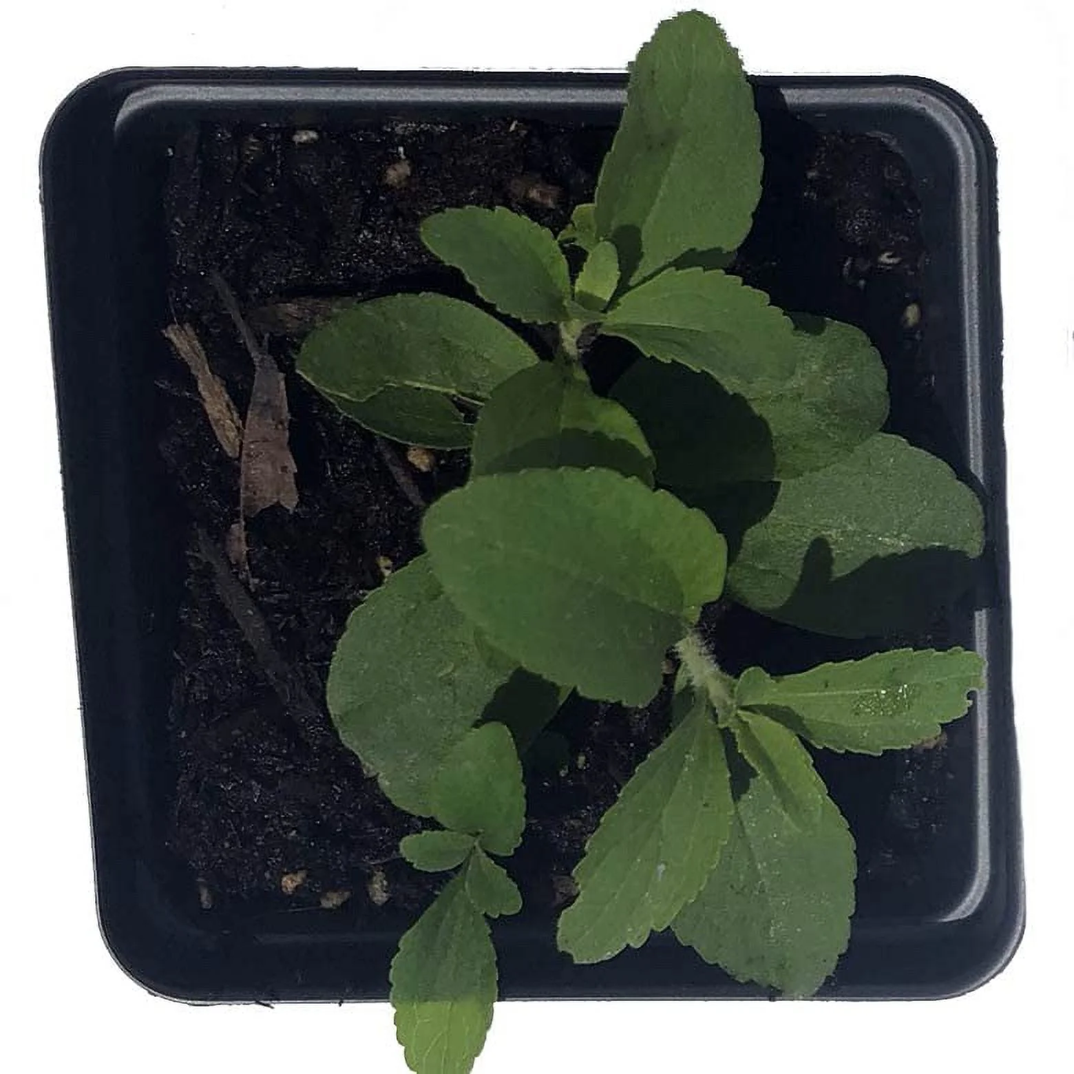 Stevia Live Plant, (Stevia rebaudiana) 2.5 inch Pot - Candy Leaf Sweet Leaf Sugar Leaf Sweetener Plant Live