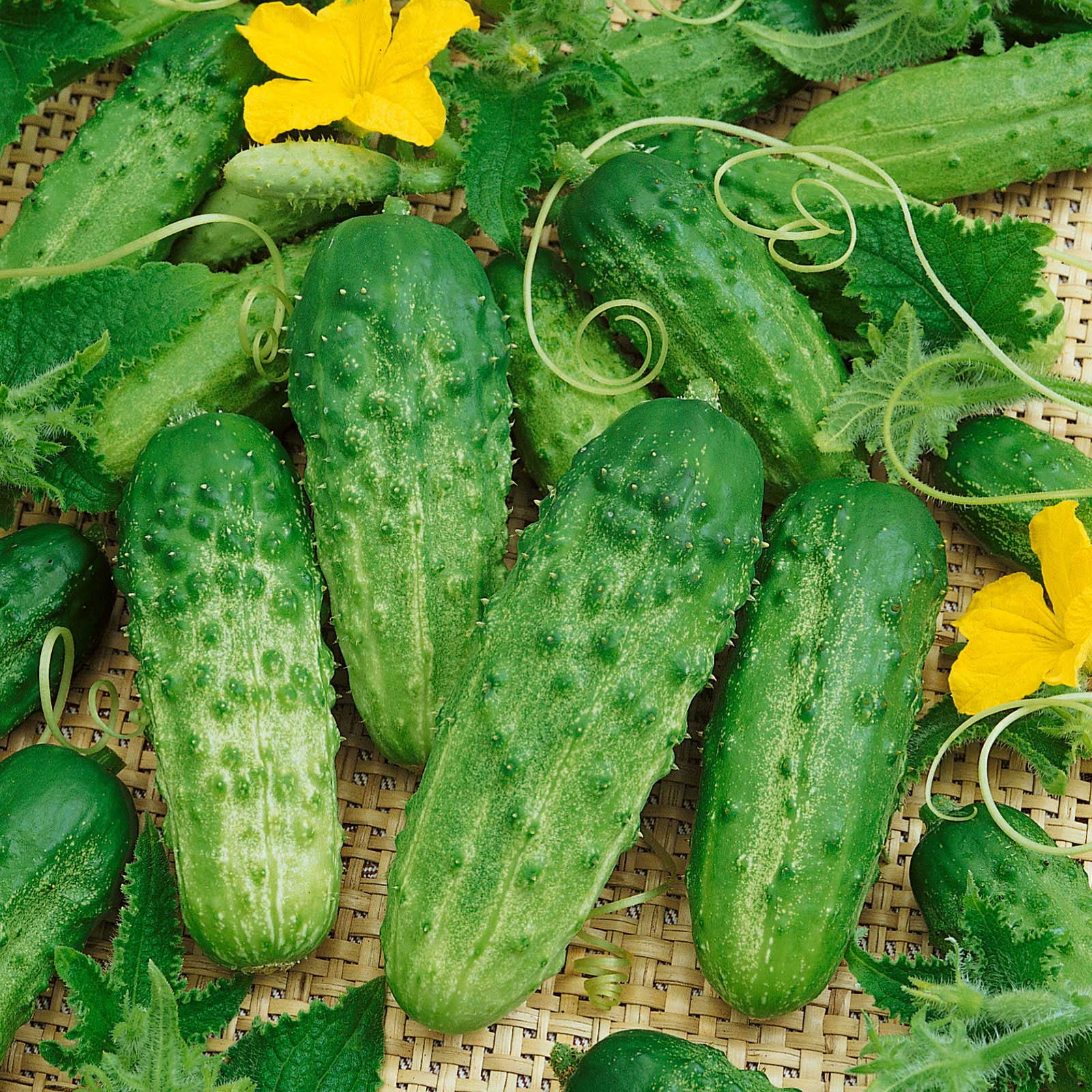 Cucumber Seeds - Pick A Bushel F1 - Packet -  Vegetable Seeds,  Hybrid Seed  Easy to Grow & Maintain, Container Garden