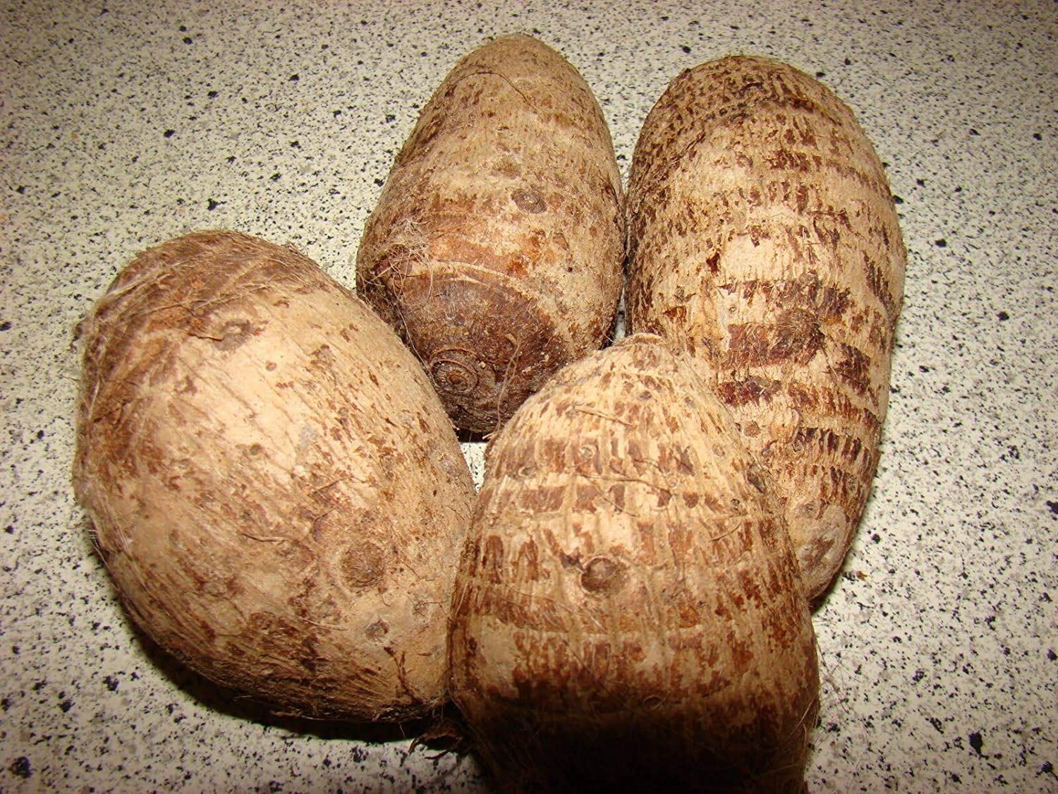 Live Colocasia Esculenta Elephant Ear Taro Gabi Kalo Eddo Bulbs,Elephant Ear Plant Bulbs