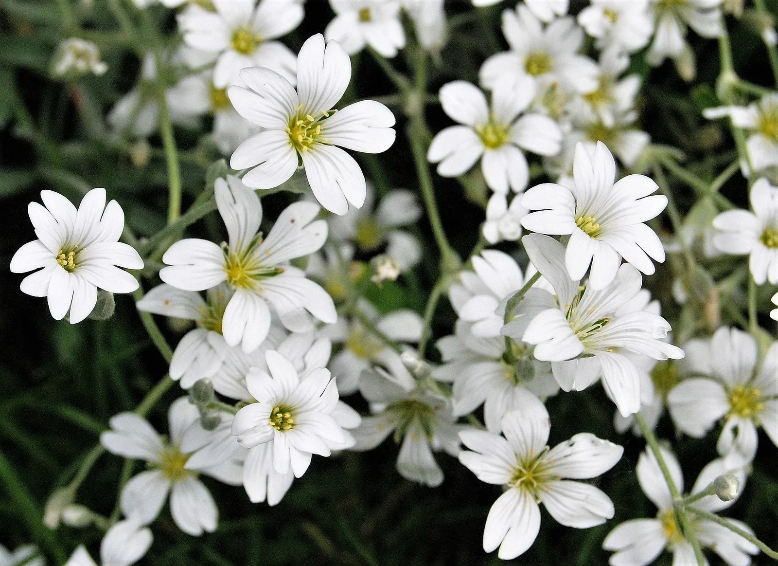 1000 White BABY'S BREATH 'Covenant Garden' Gypsophila Elegans Flower Seeds