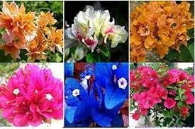 100 Mix Color Bougainvillea Flower Seeds