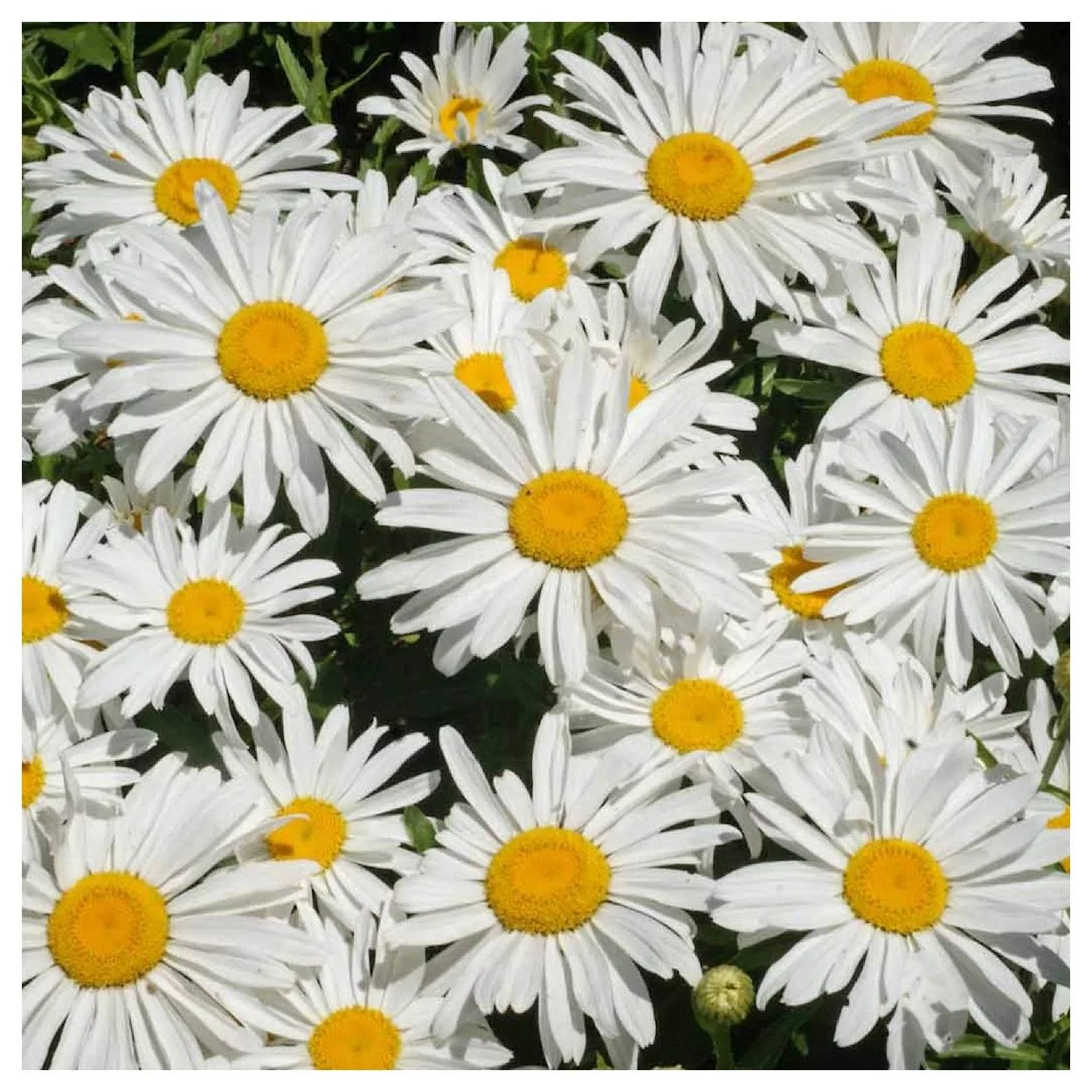 Everwilde Farms - 2000 Dwarf Shasta Daisy Garden Flower Seeds - Gold Vault Jumbo Bulk Seed Packet
